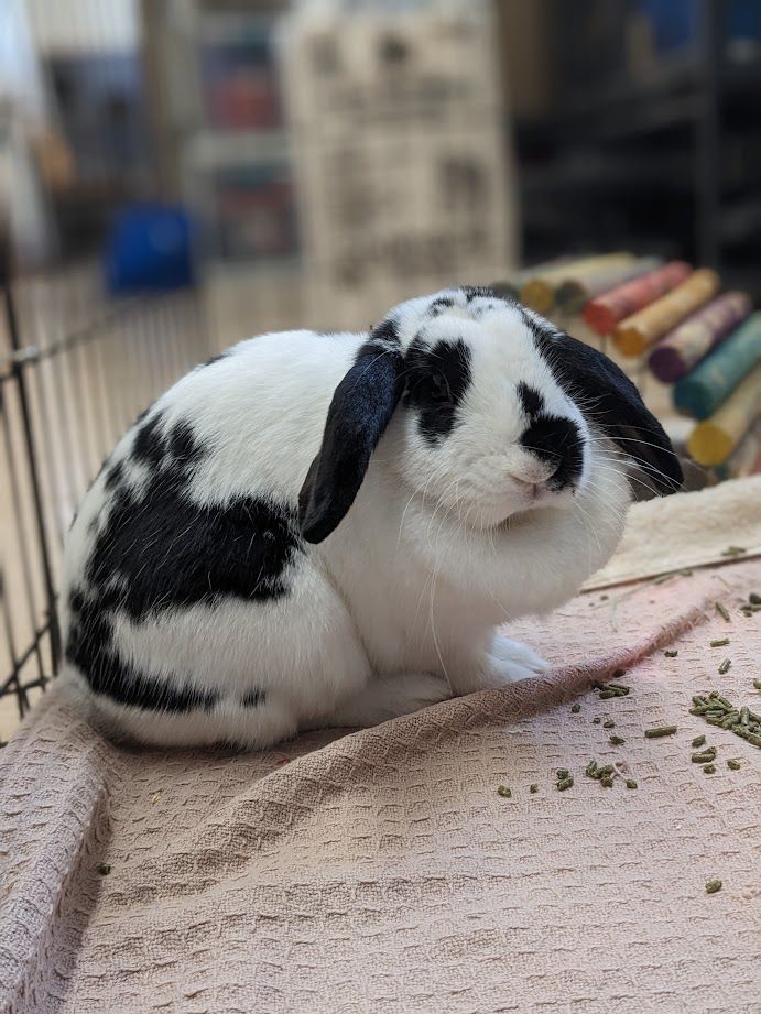 Trinity, a Adoptable English Lop in Coquitlam, BC image 1/4
