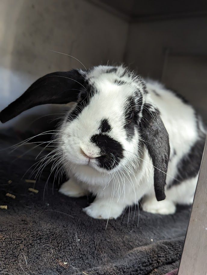 Trinity, a Adoptable English Lop in Coquitlam, BC image 2/4