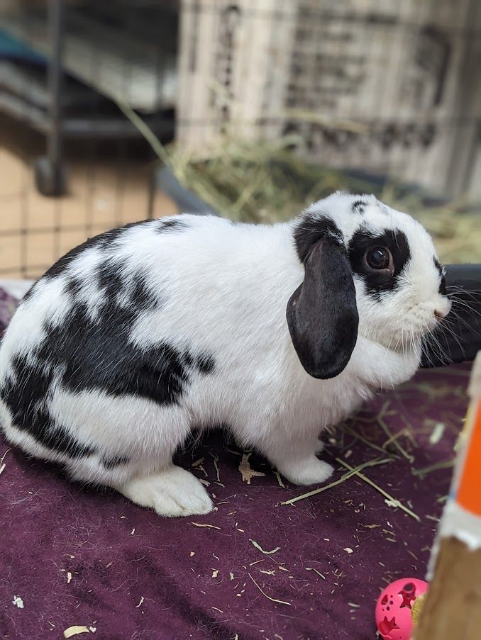 Trinity, a Adoptable English Lop in Coquitlam, BC image 3/4