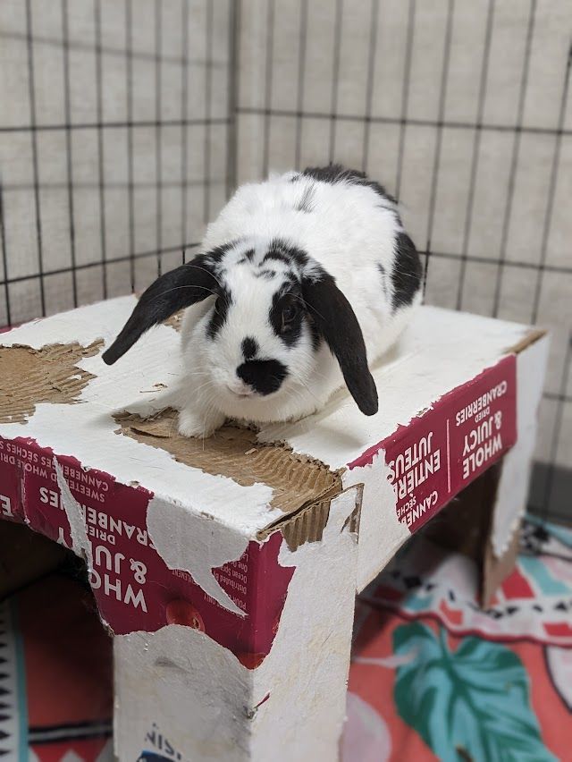 Trinity, a Adoptable English Lop in Coquitlam, BC image 4/4
