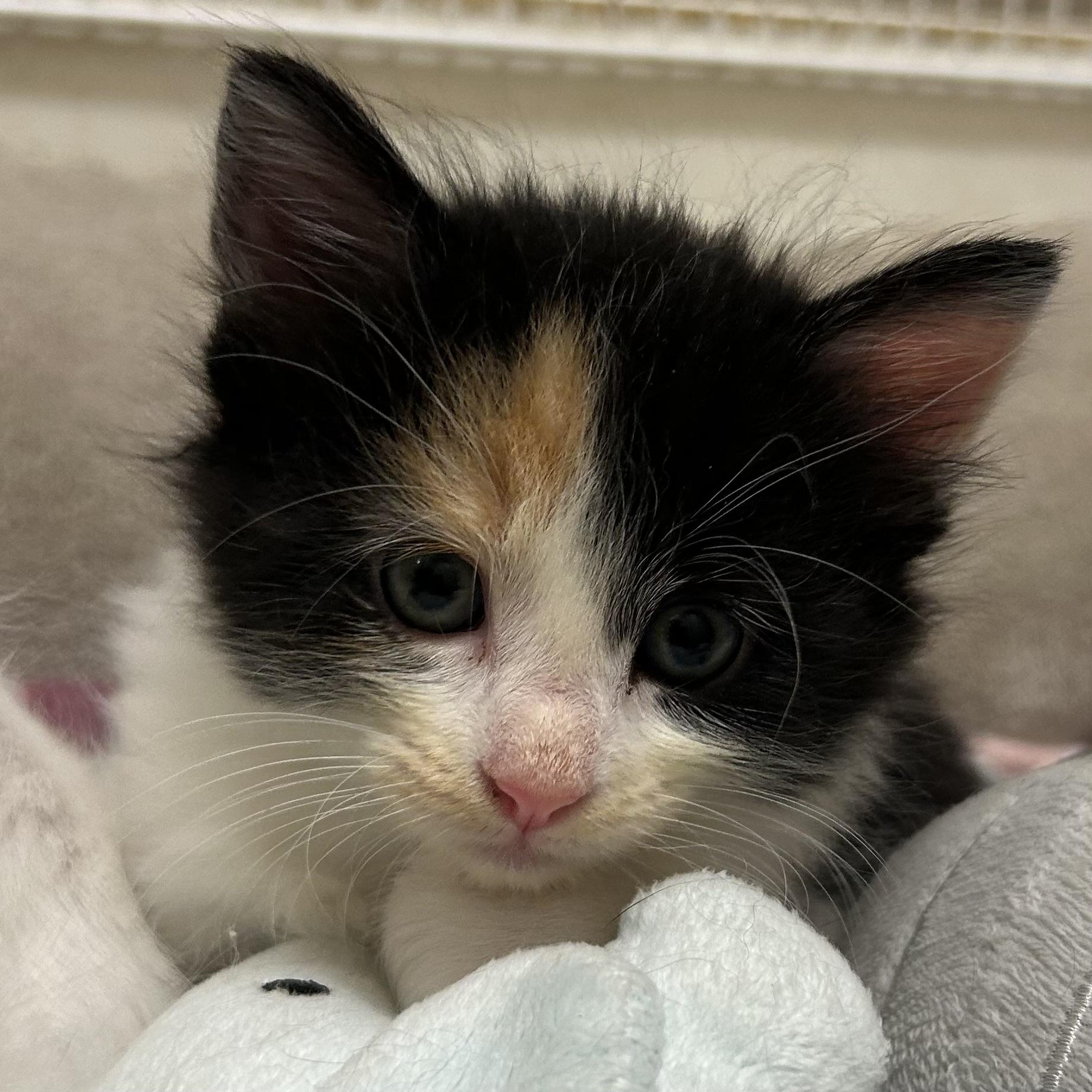 Pina Colado, Adopted, Kitten Female Domestic Long Hair.