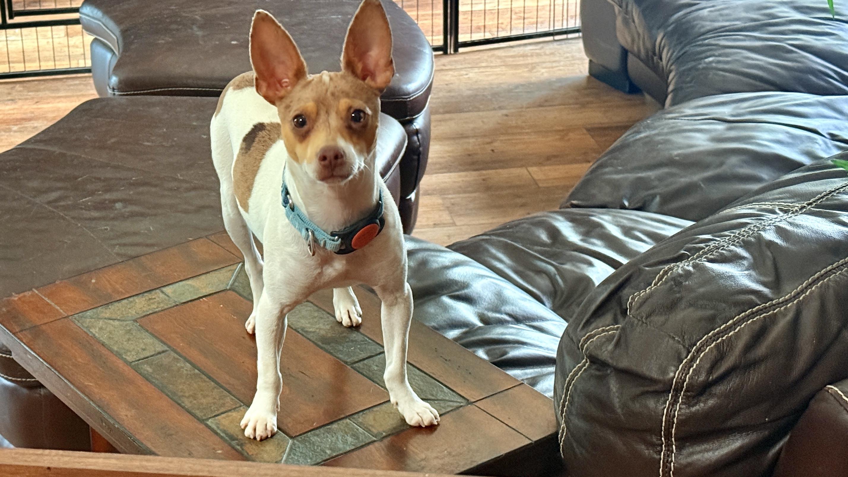 Boss, a Adoptable mixed breed in Windsor, CO image 1/6