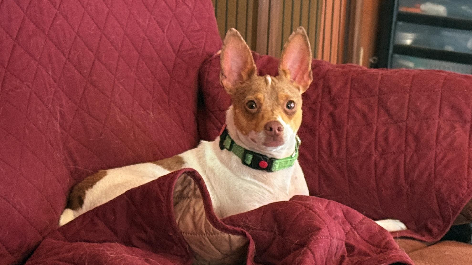 Boss, a Adoptable mixed breed in Windsor, CO image 2/6