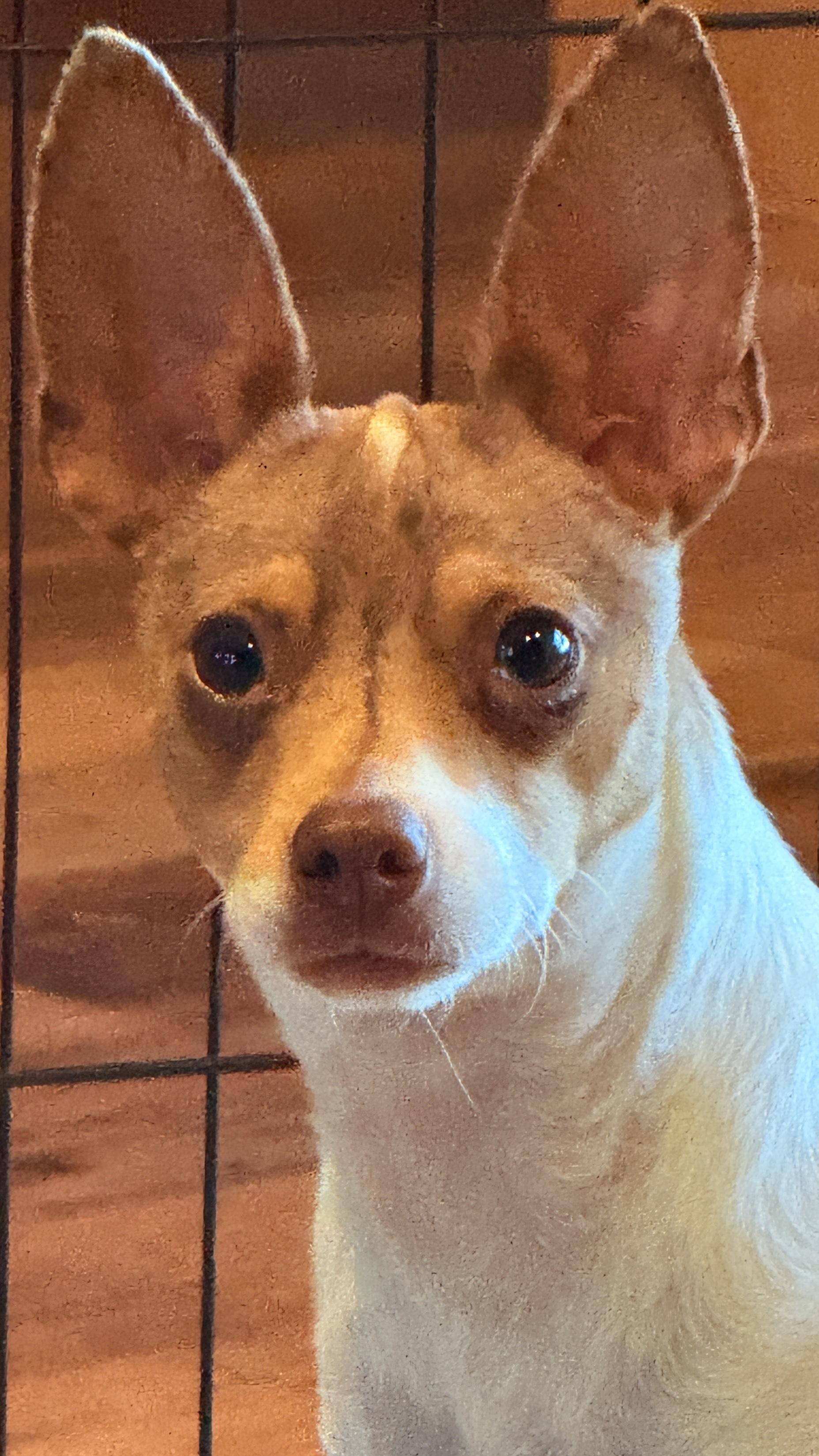 Boss, a Adoptable mixed breed in Windsor, CO image 2/6