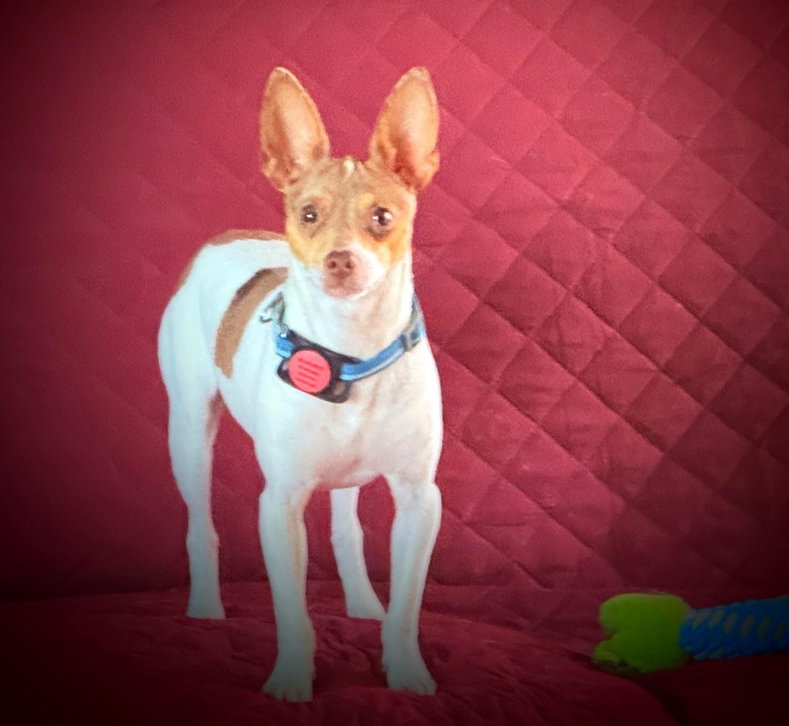 Boss, a Adoptable mixed breed in Windsor, CO image 3/6