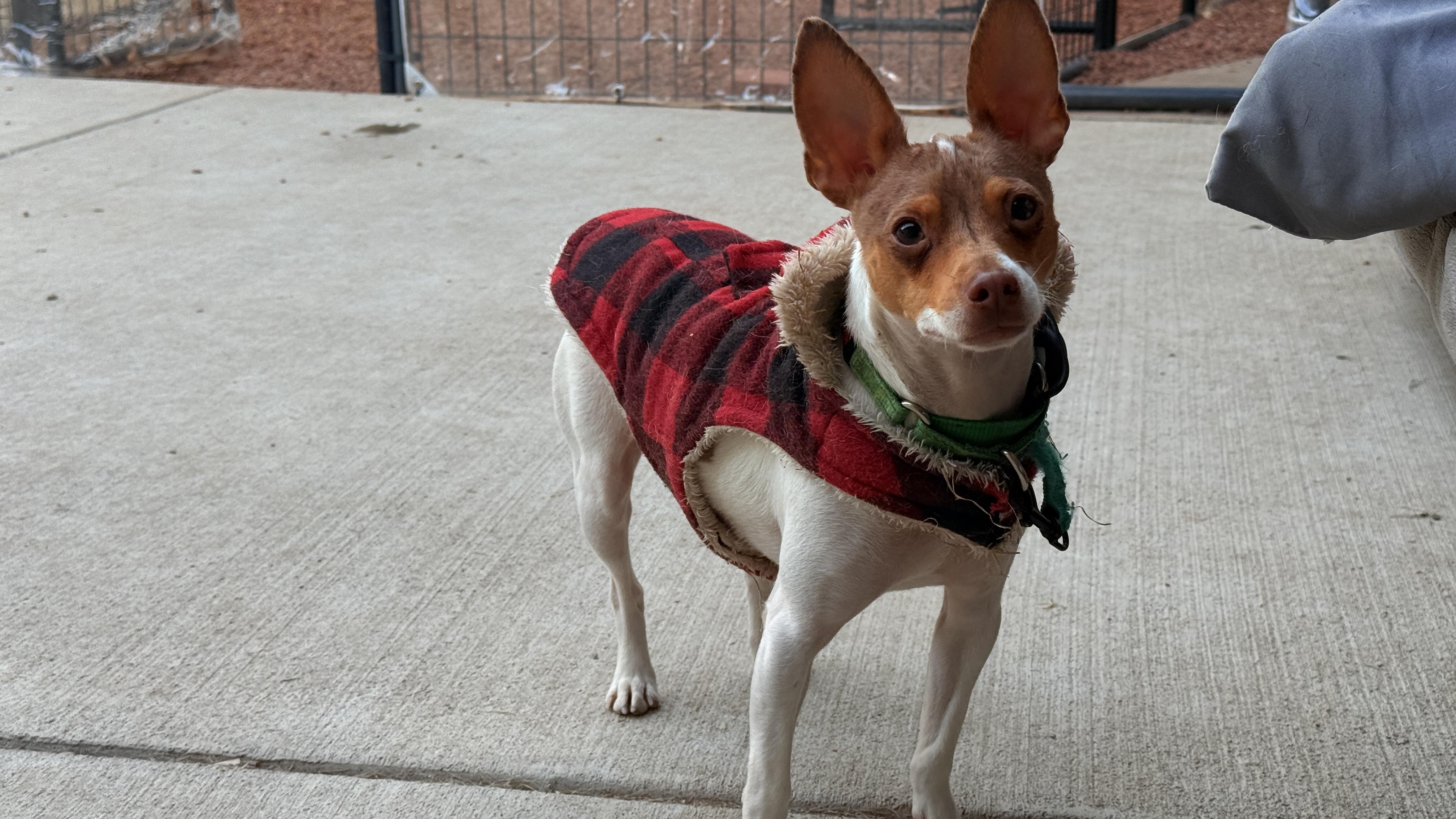 Enlarge Boss, a Adoptable mixed breed in Windsor, CO image 4/6