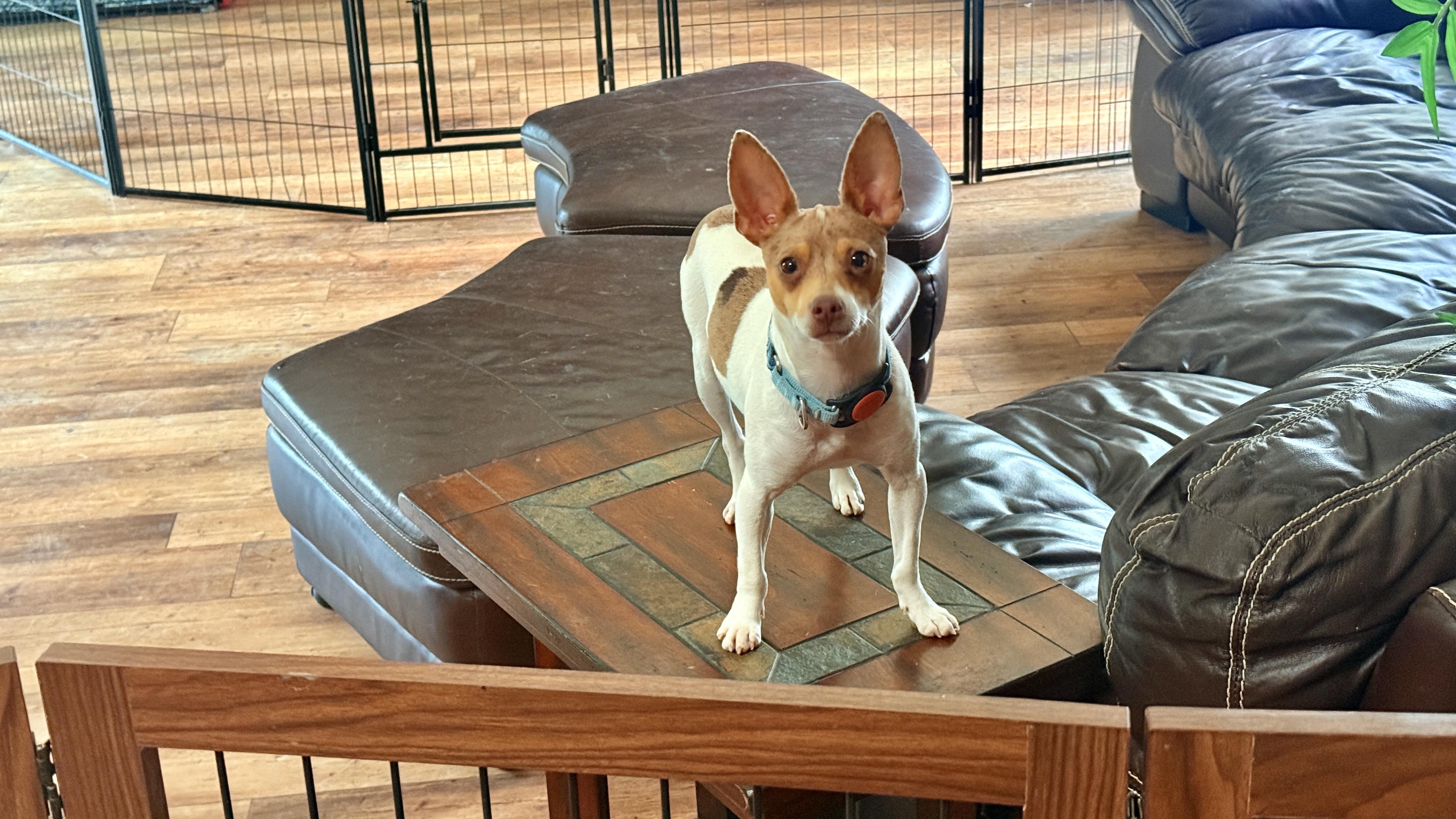 Boss, a Adoptable mixed breed in Windsor, CO image 4/6