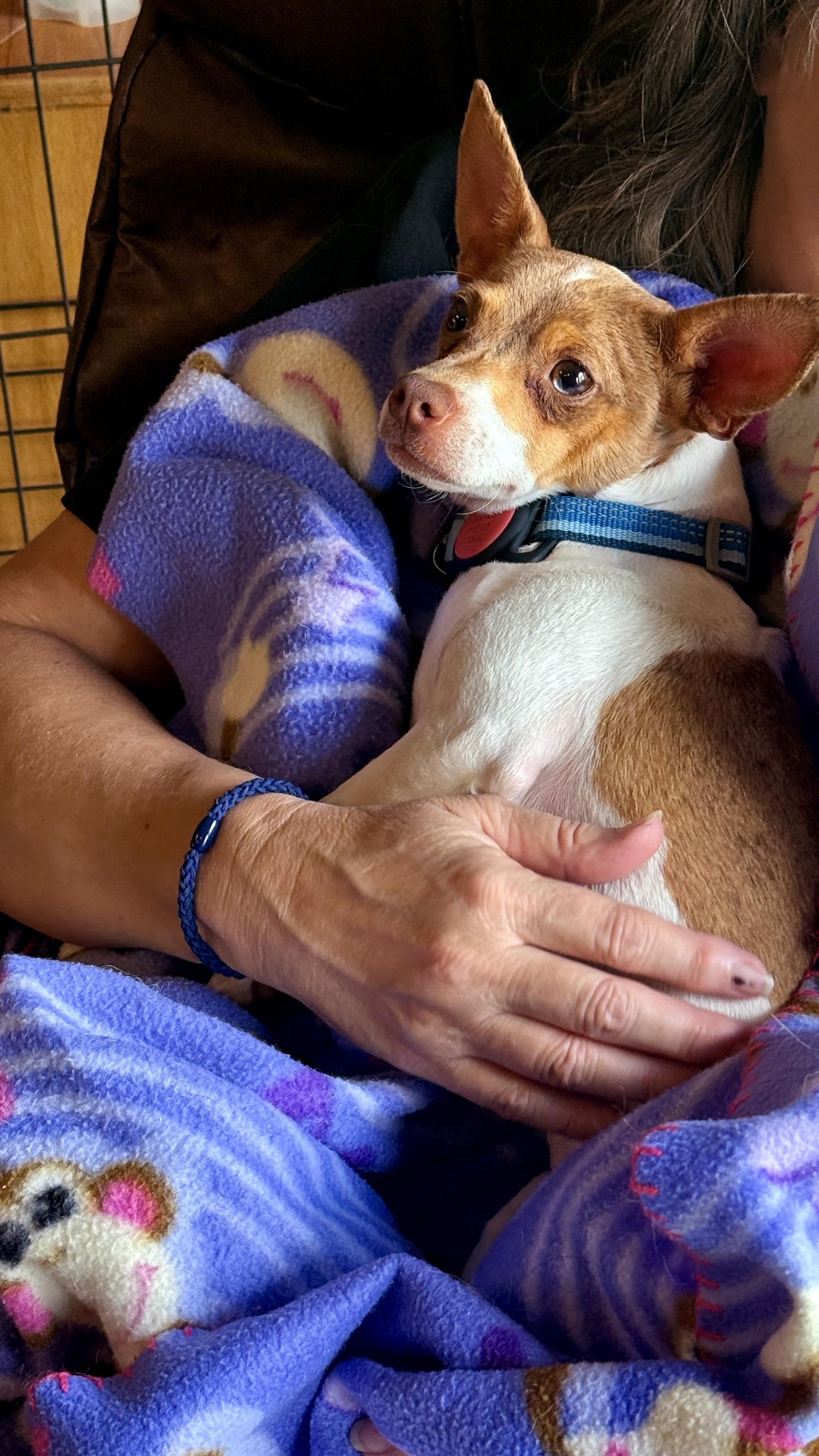 Boss, a Adoptable mixed breed in Windsor, CO image 5/6