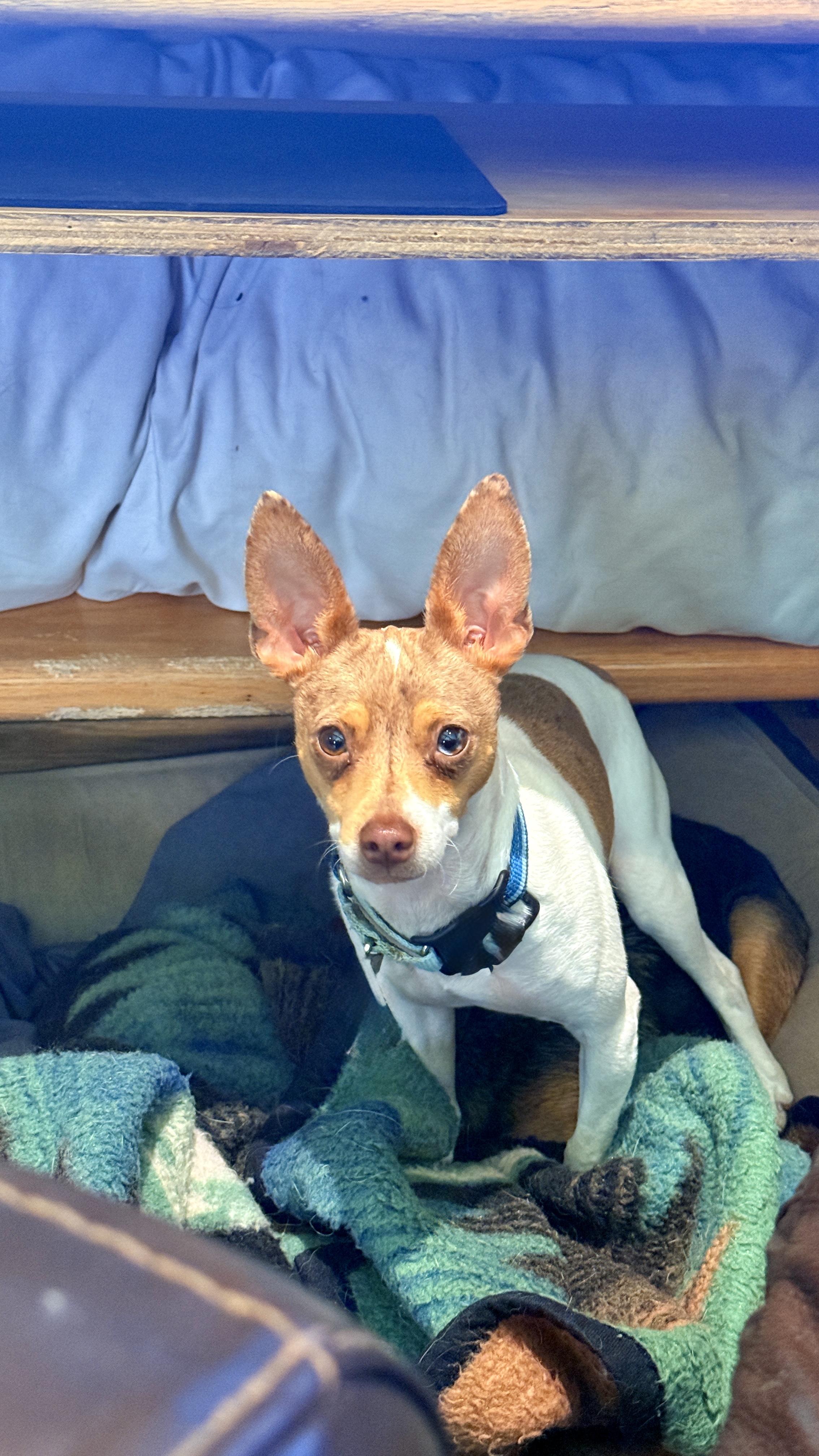 Boss, a Adoptable mixed breed in Windsor, CO image 6/6