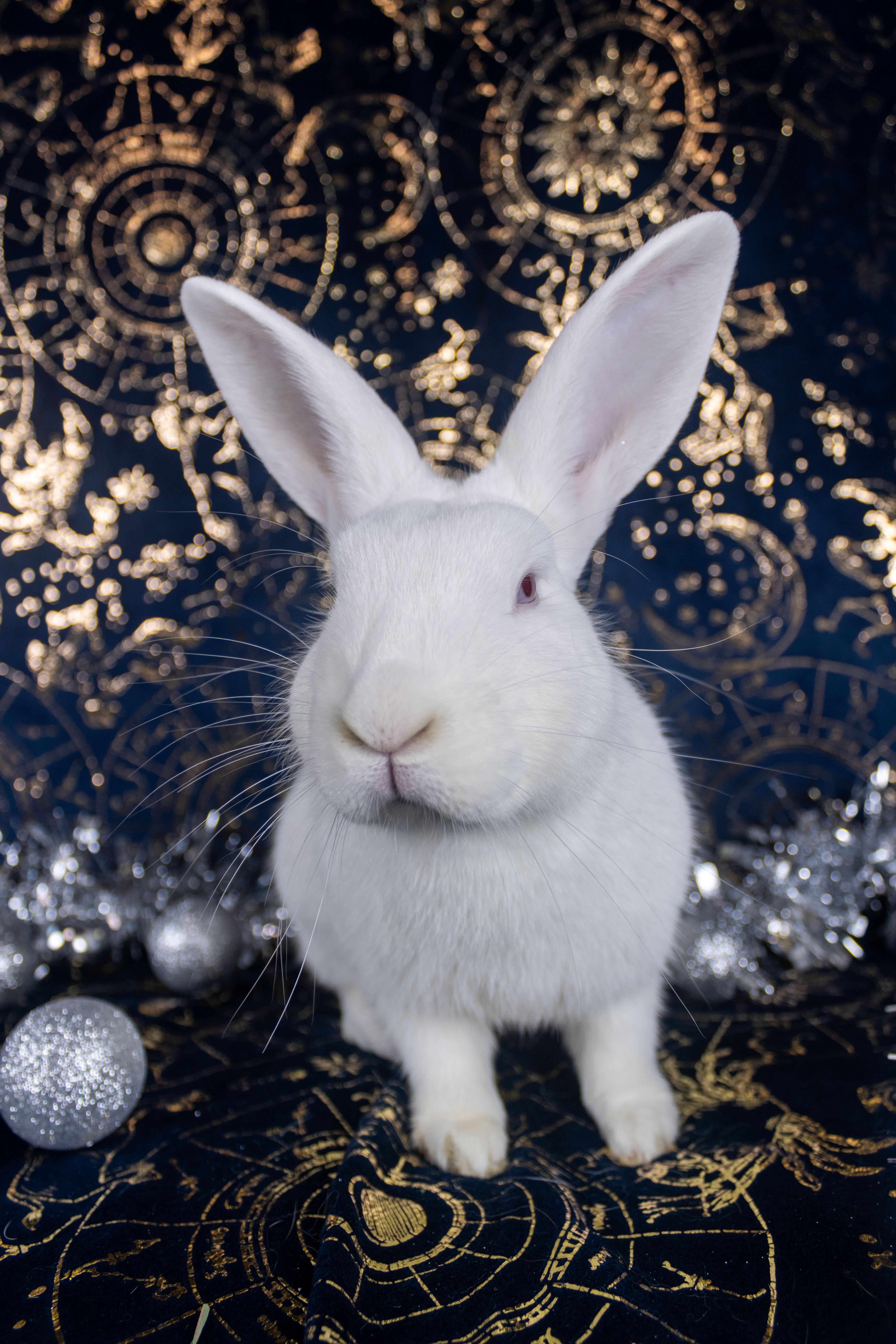 Pepe The King Prawn, Adoptable, Baby Male Florida White.