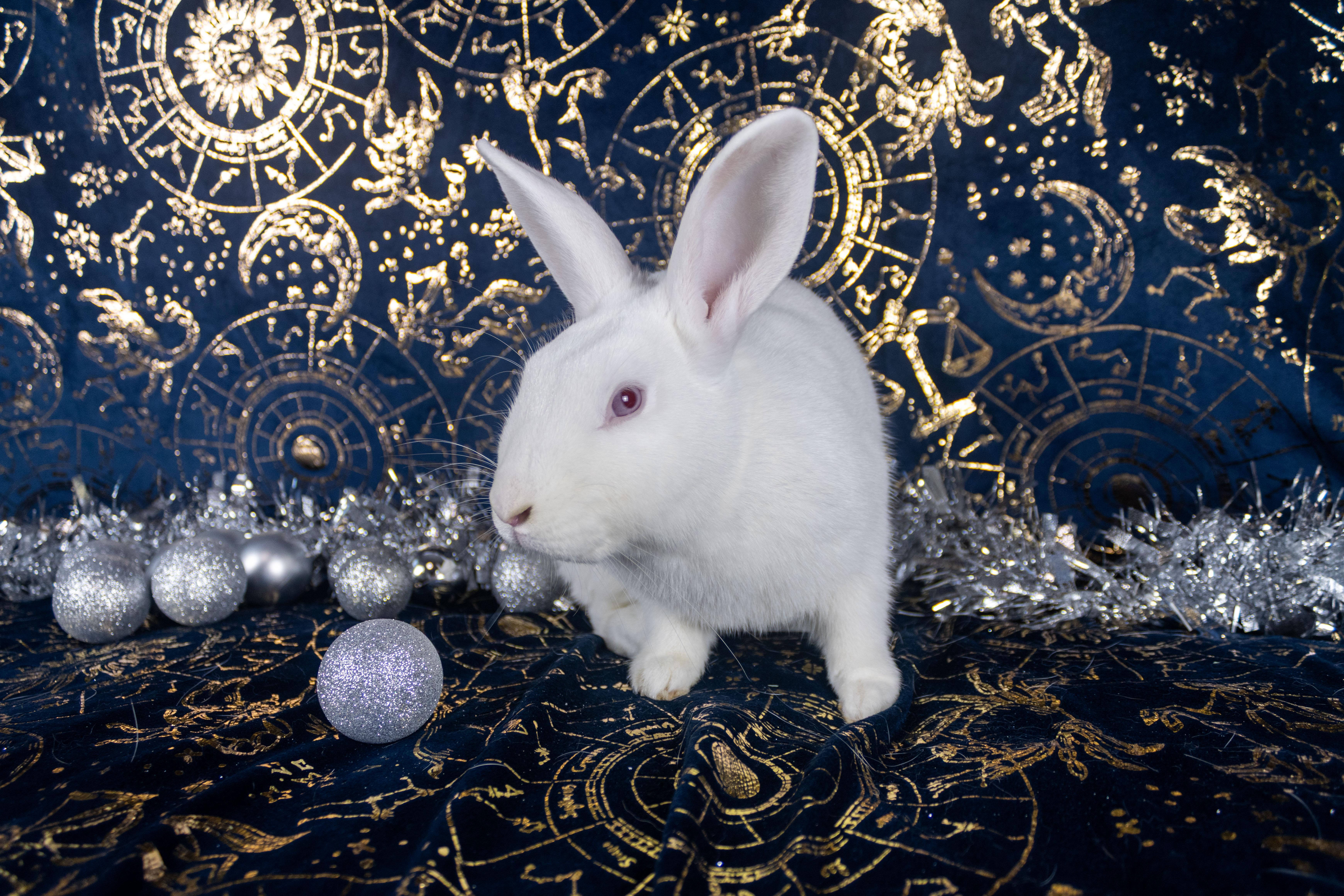 Pepe The King Prawn, a Adoptable Florida White in Ellington, CT image 2/6