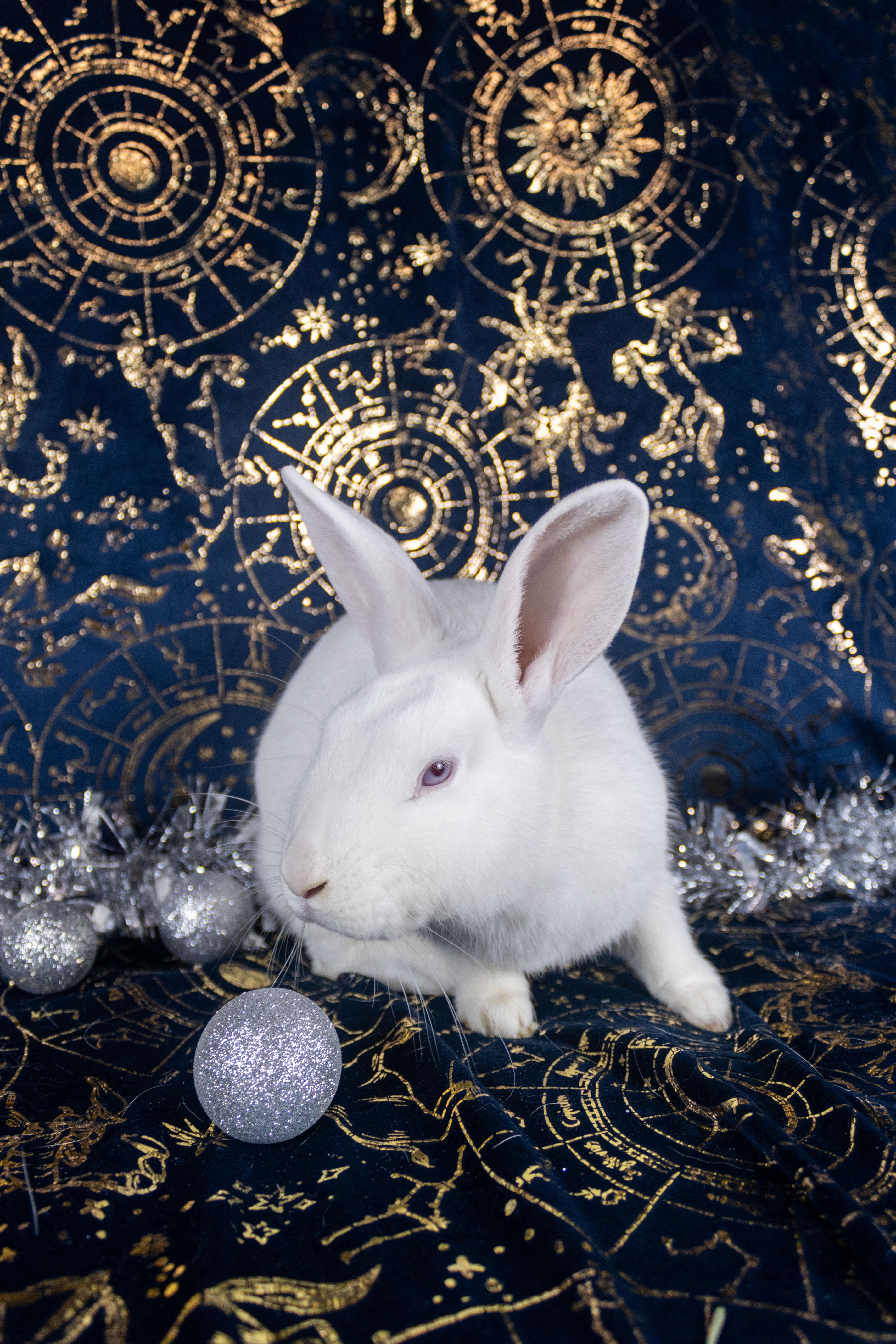 Pepe The King Prawn, a Adoptable Florida White in Ellington, CT image 3/6