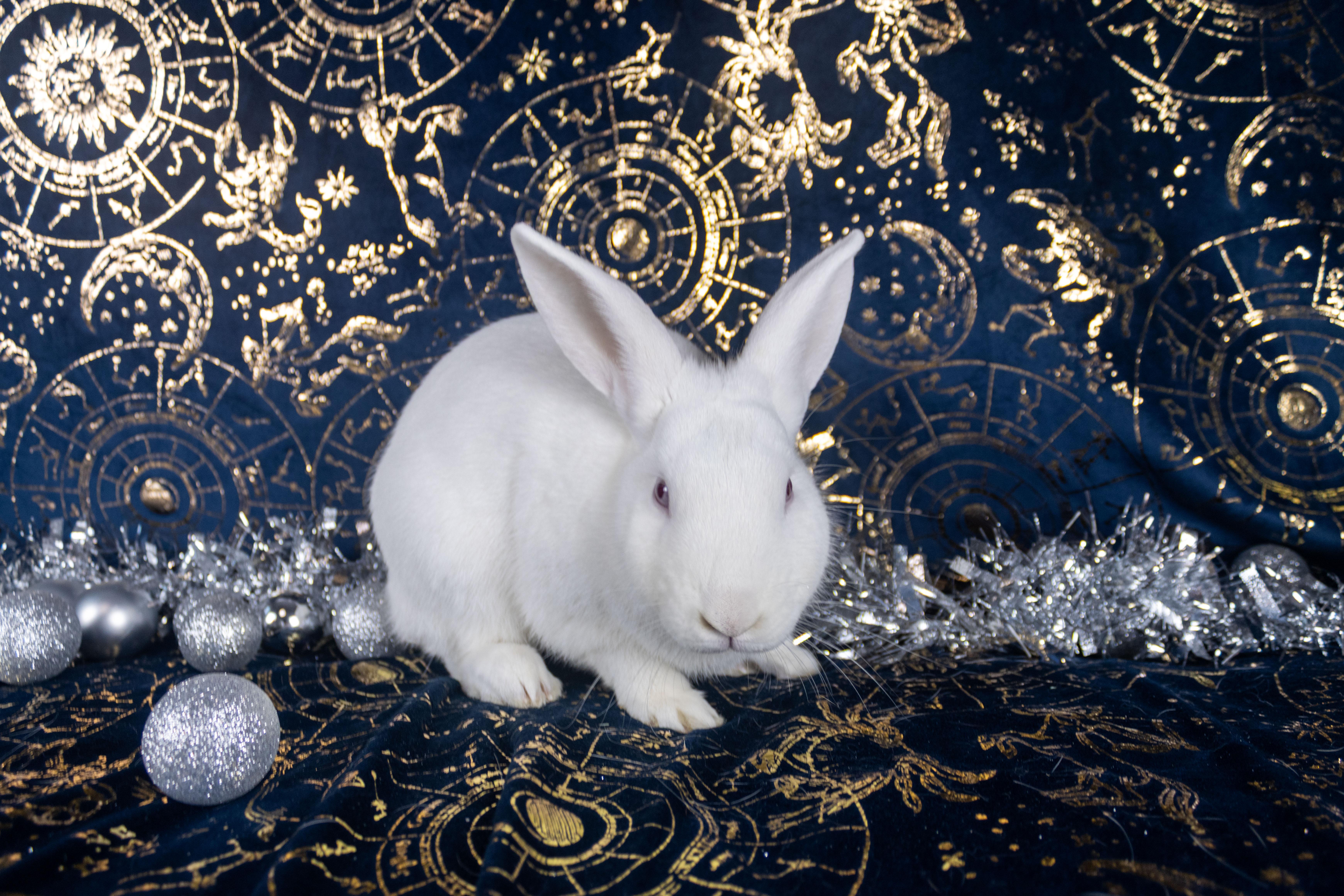 Pepe The King Prawn, a Adoptable Florida White in Ellington, CT image 4/6