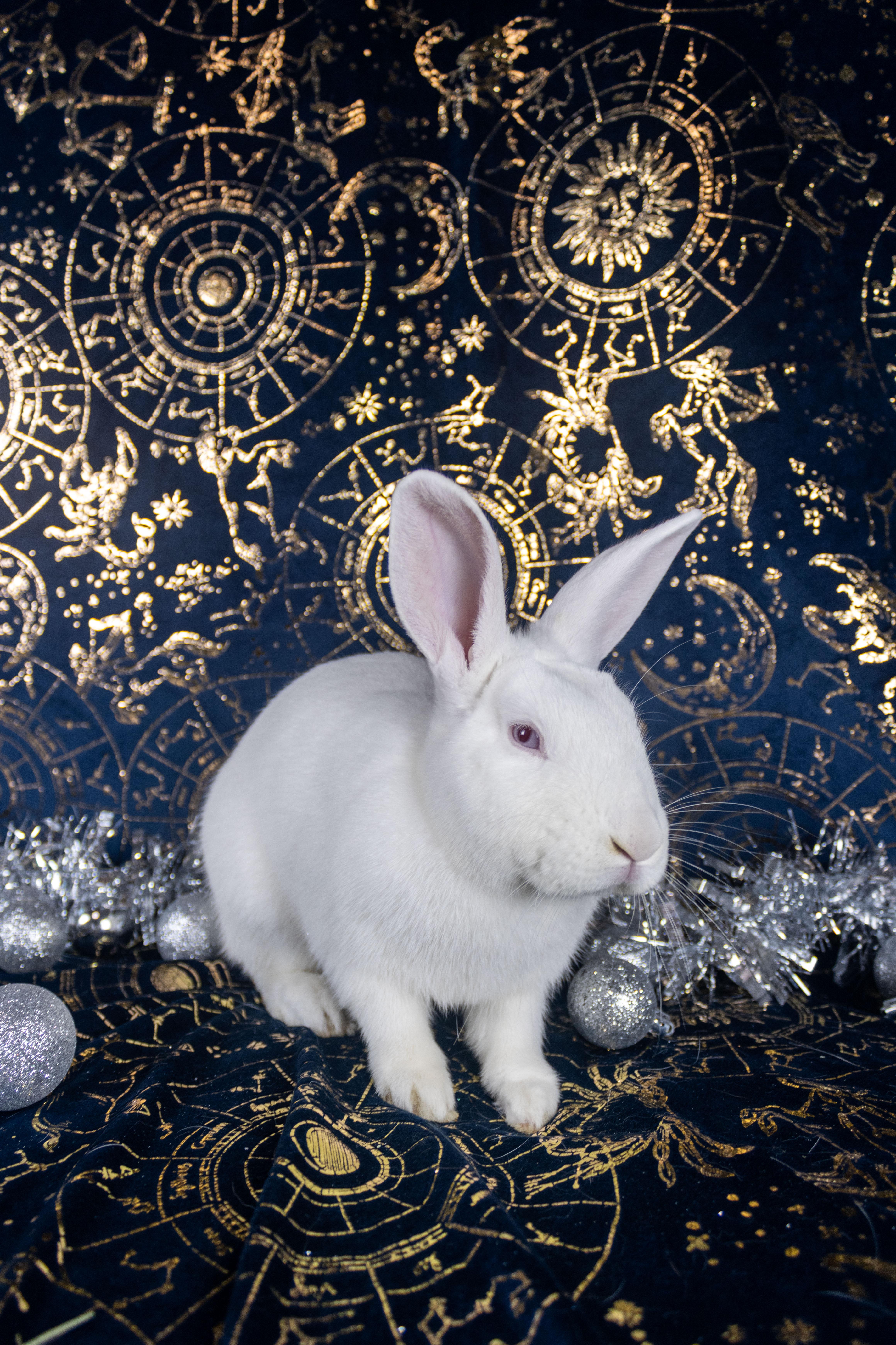 Pepe The King Prawn, Adoptable, Baby Male Florida White.