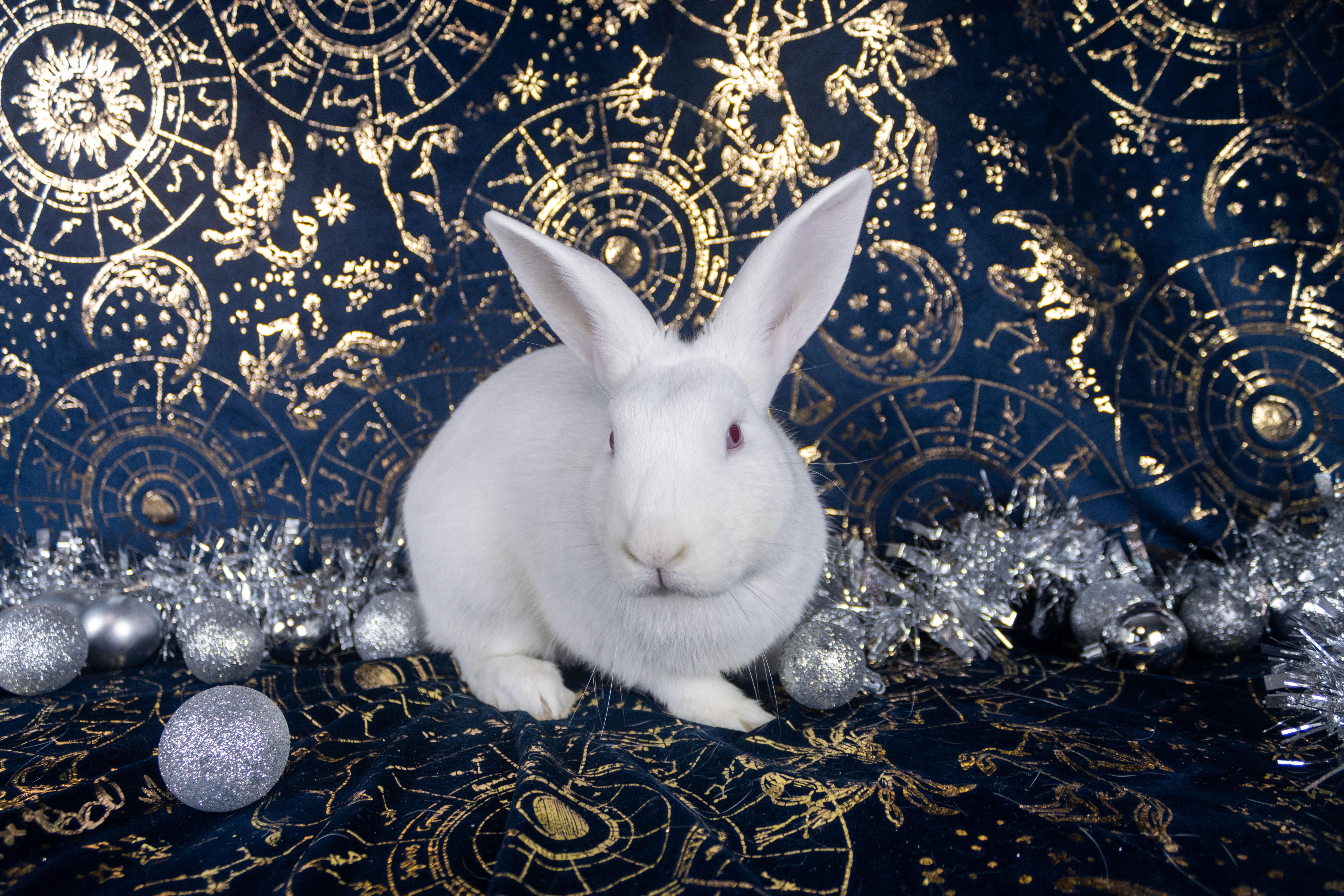 Pepe The King Prawn, a Adoptable Florida White in Ellington, CT image 6/6