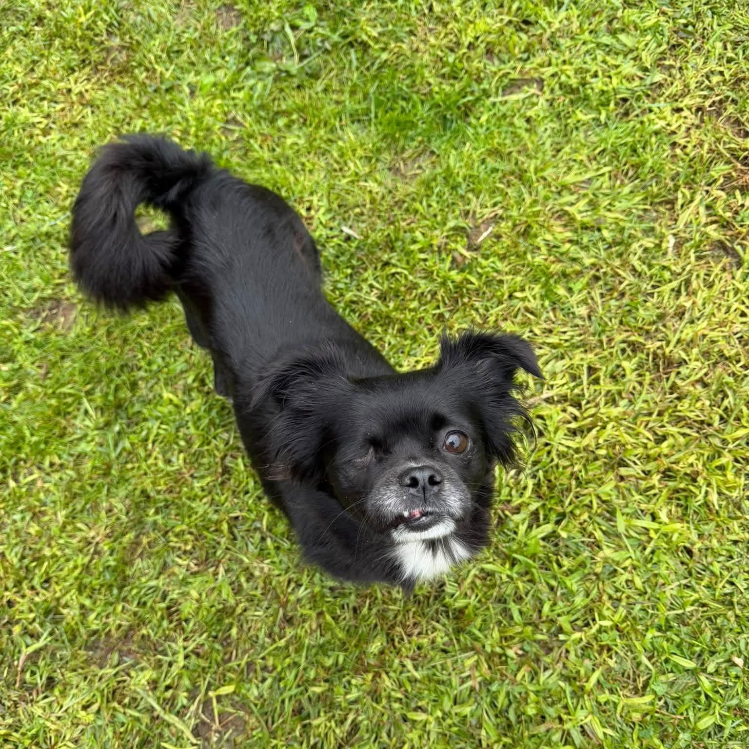 Enlarge Mimi, a Adoptable Mixed Breed in Yaphank, NY image 2/6
