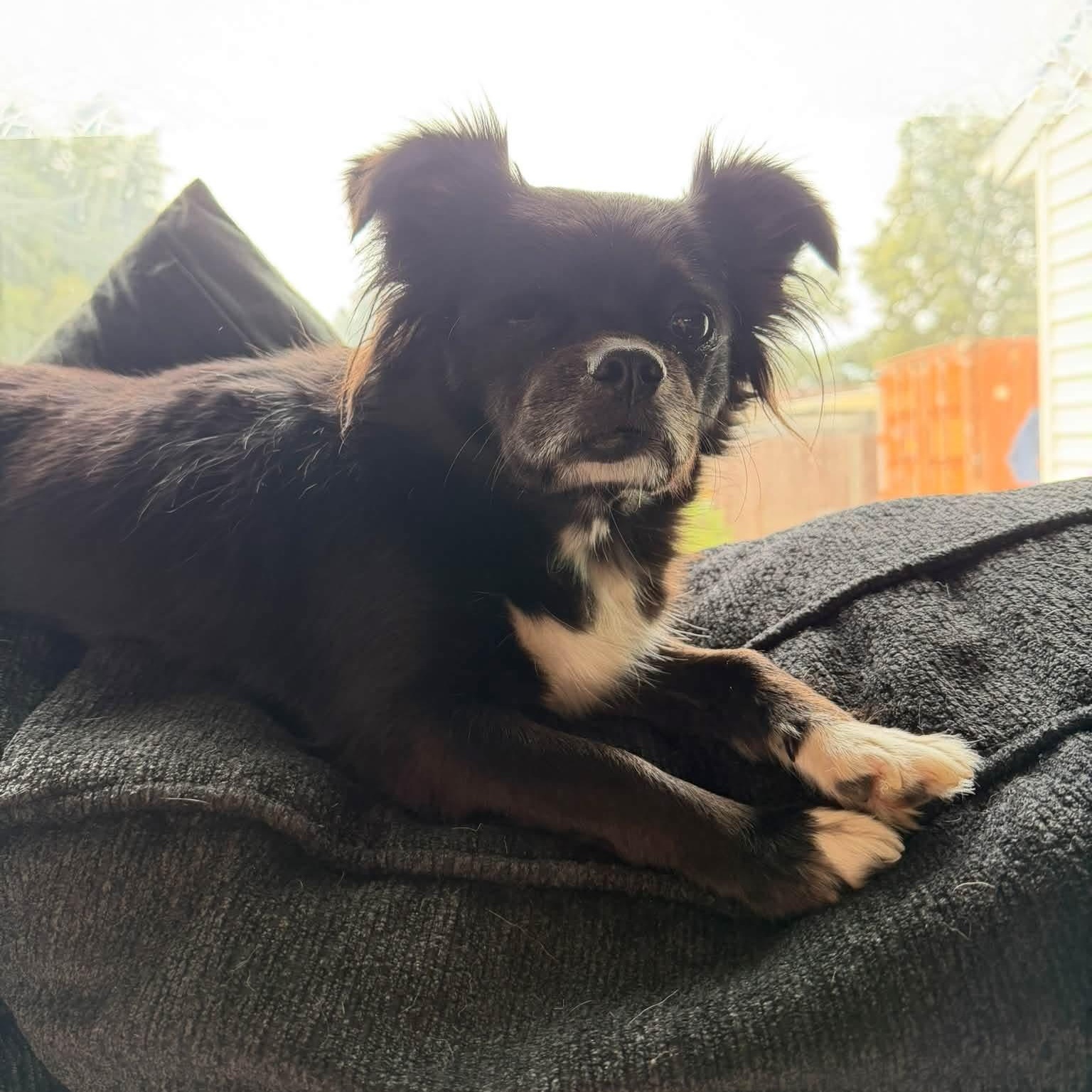 Enlarge Mimi, a Adoptable Mixed Breed in Yaphank, NY image 4/6