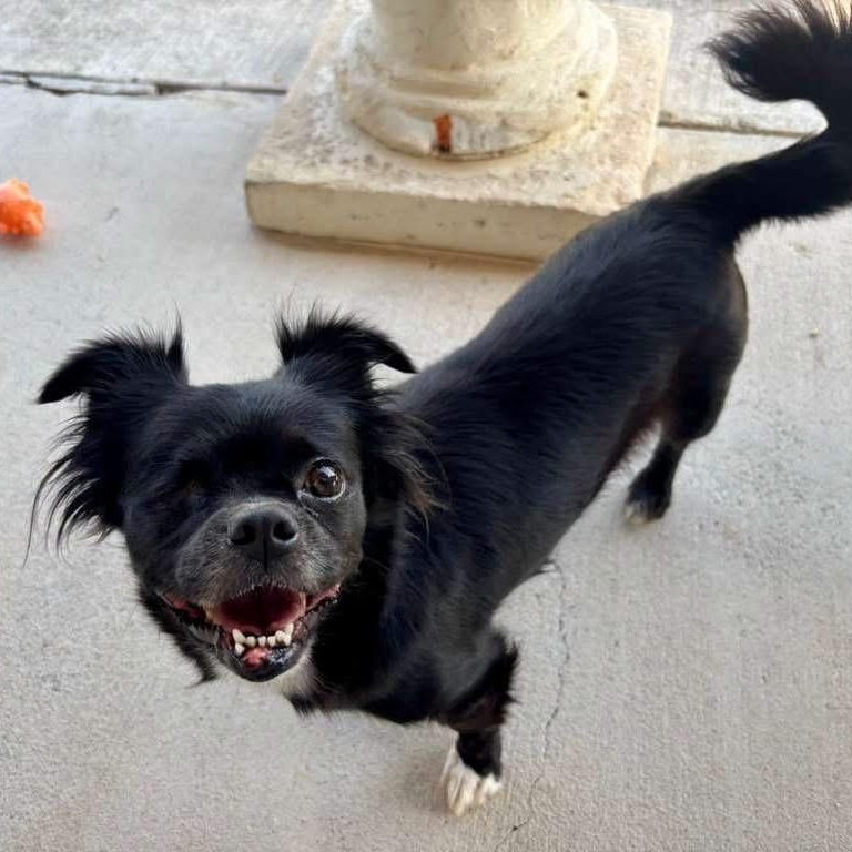 Enlarge Mimi, a Adoptable Mixed Breed in Yaphank, NY image 5/6