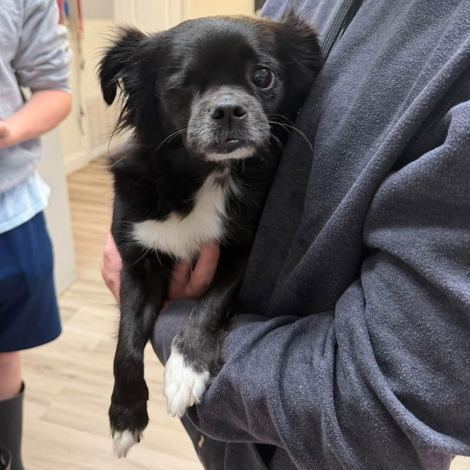Enlarge Mimi, a Adoptable Mixed Breed in Yaphank, NY image 3/6