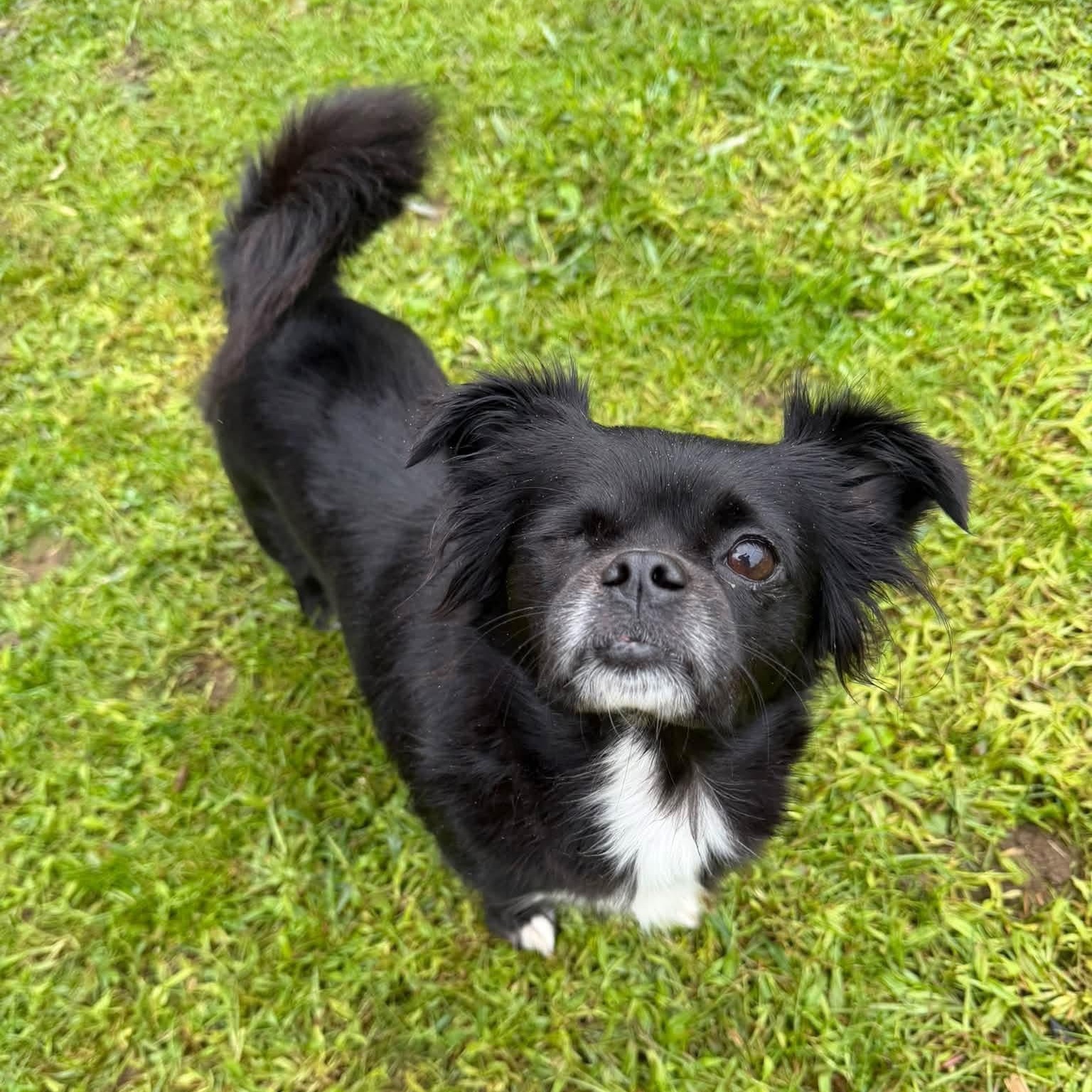 Enlarge Mimi, a Adoptable Mixed Breed in Yaphank, NY image 1/6