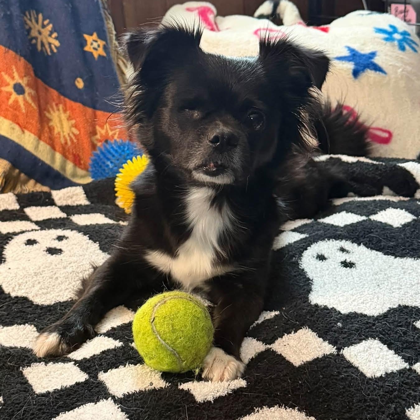 Enlarge Mimi, a Adoptable Mixed Breed in Yaphank, NY image 6/6