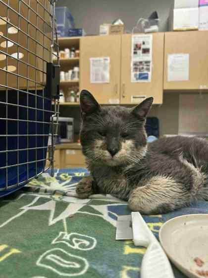 Zorro, Adoptable, Adult Male Domestic Short Hair & Domestic Short Hair.