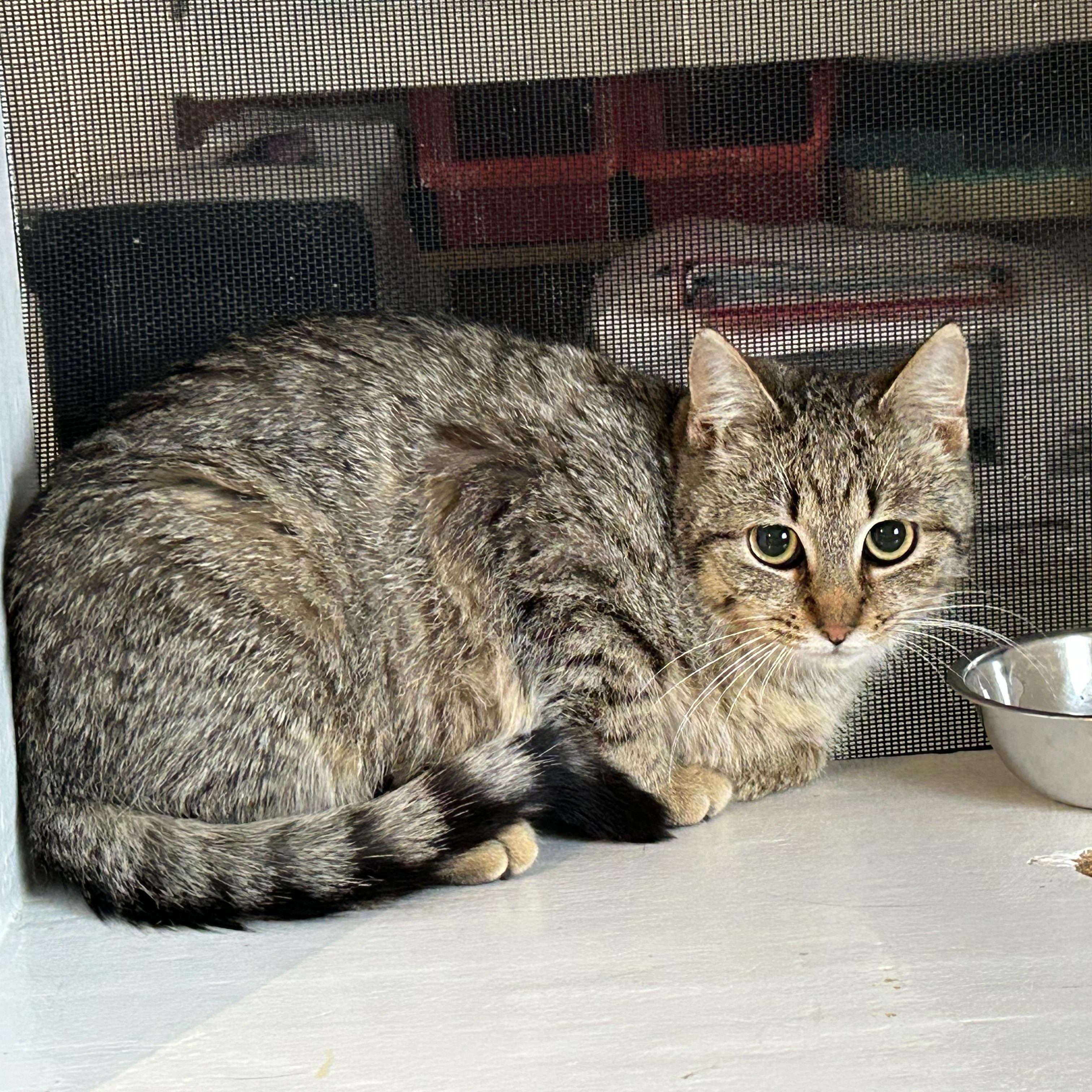 Enlarge Blossom, a ADOPTABLE Domestic Short Hair in Brockport, NY image 2/5