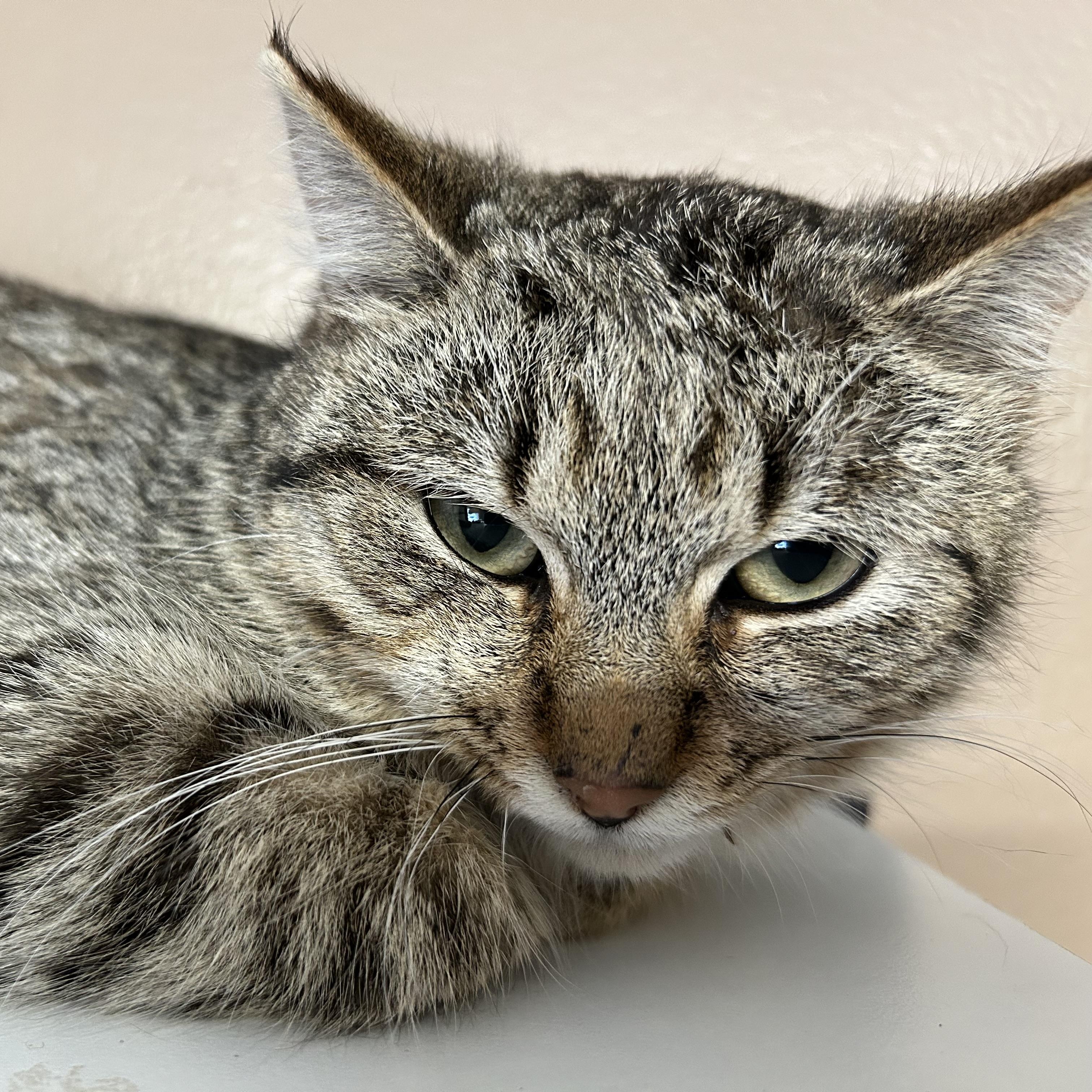 Enlarge Blossom, a ADOPTABLE Domestic Short Hair in Brockport, NY image 1/5