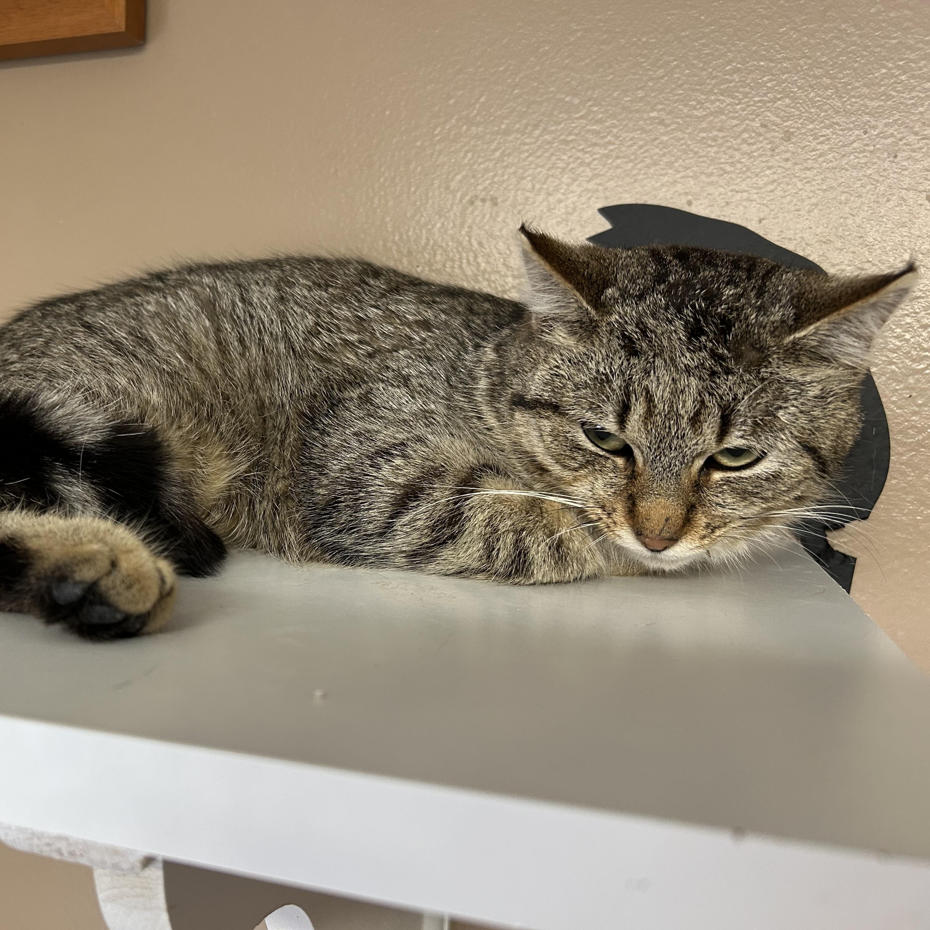 Enlarge Blossom, a ADOPTABLE Domestic Short Hair in Brockport, NY image 3/5