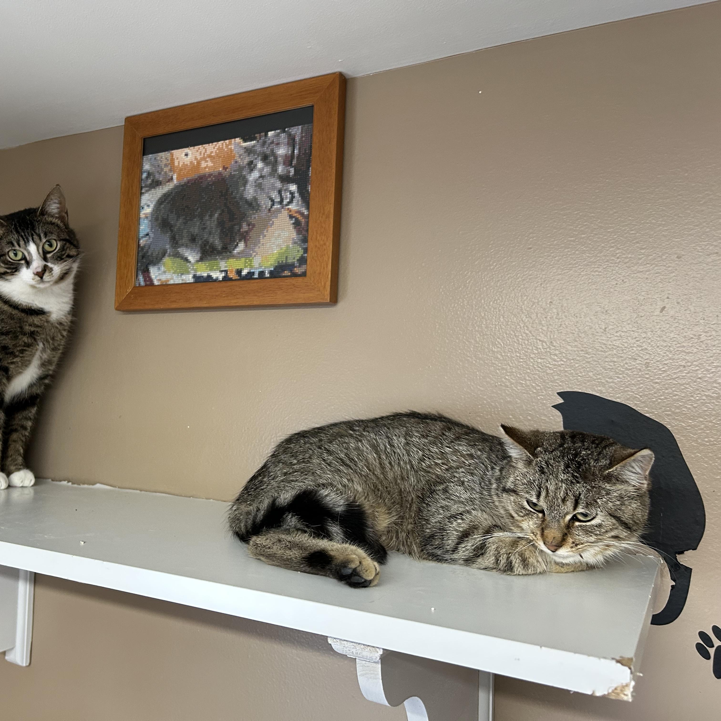 Enlarge Blossom, a ADOPTABLE Domestic Short Hair in Brockport, NY image 2/5