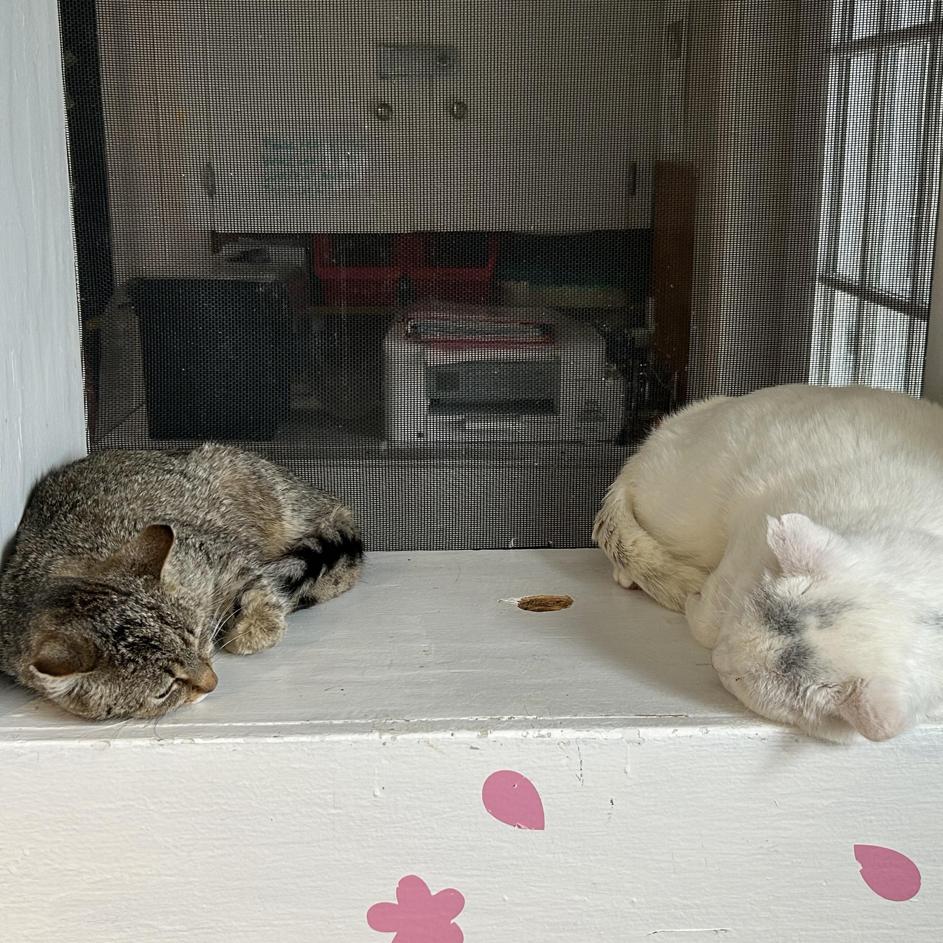 Enlarge Blossom, a ADOPTABLE Domestic Short Hair in Brockport, NY image 3/5