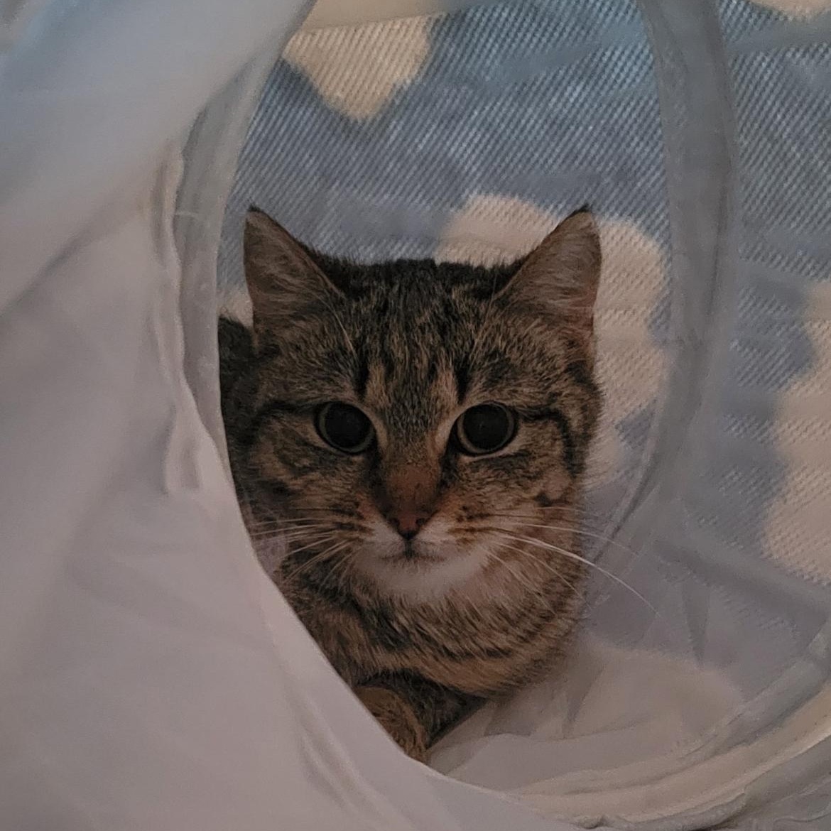 Enlarge Blossom, a ADOPTABLE Domestic Short Hair in Brockport, NY image 1/5