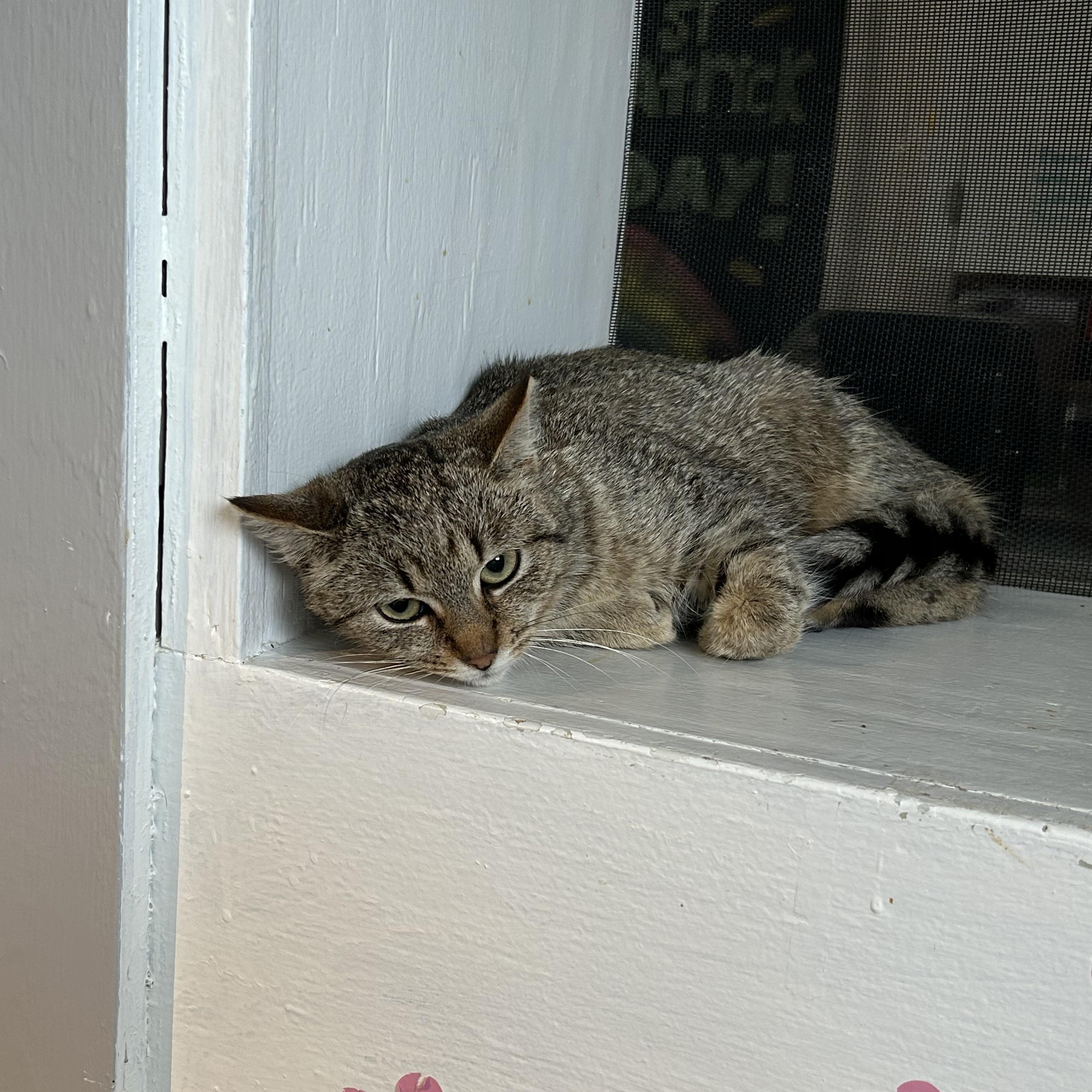 Enlarge Blossom, a ADOPTABLE Domestic Short Hair in Brockport, NY image 5/5