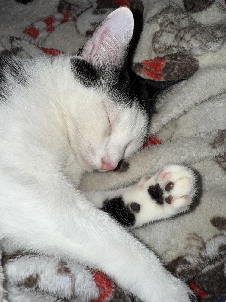 Fettuccine (Bonded with Orzo), Adoptable, Young Female Domestic Short Hair.