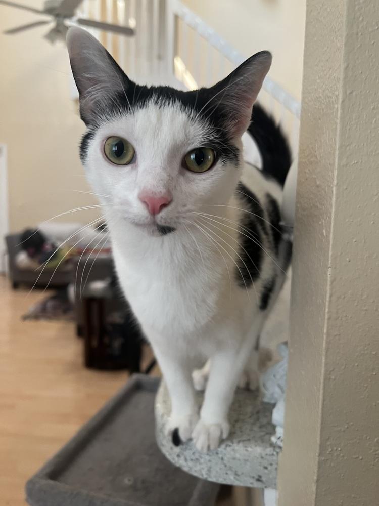 Enlarge Fettuccine (Bonded with Orzo), a Adoptable mixed breed in Brandon, FL image 2/3