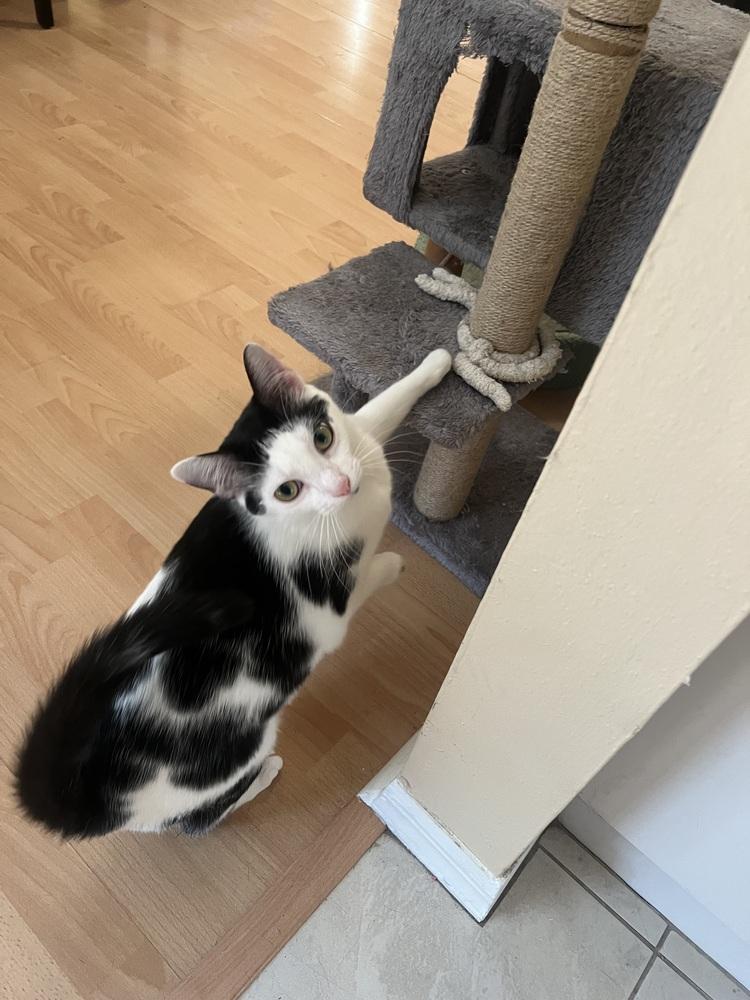 Enlarge Fettuccine (Bonded with Orzo), a Adoptable mixed breed in Brandon, FL image 3/3