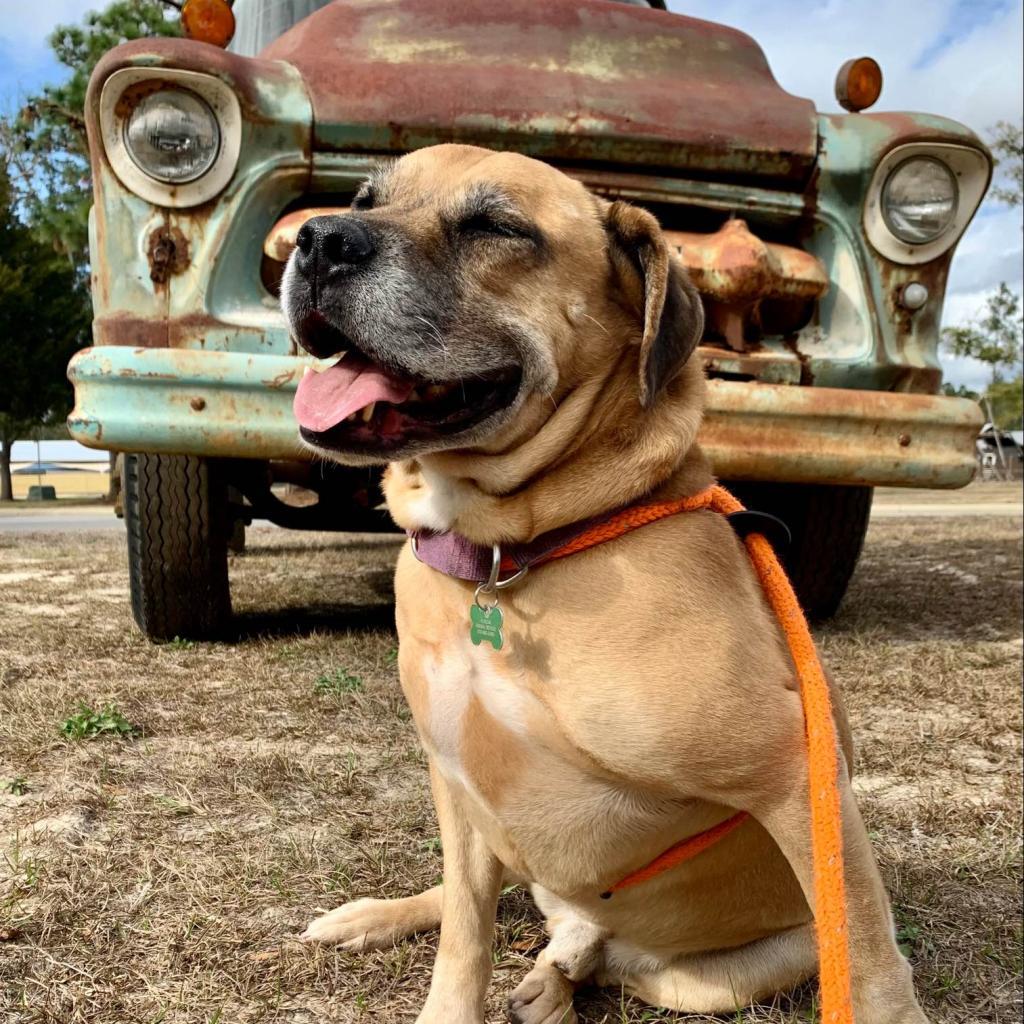 Luke, Adoptable, Senior Male Boxer & Retriever.