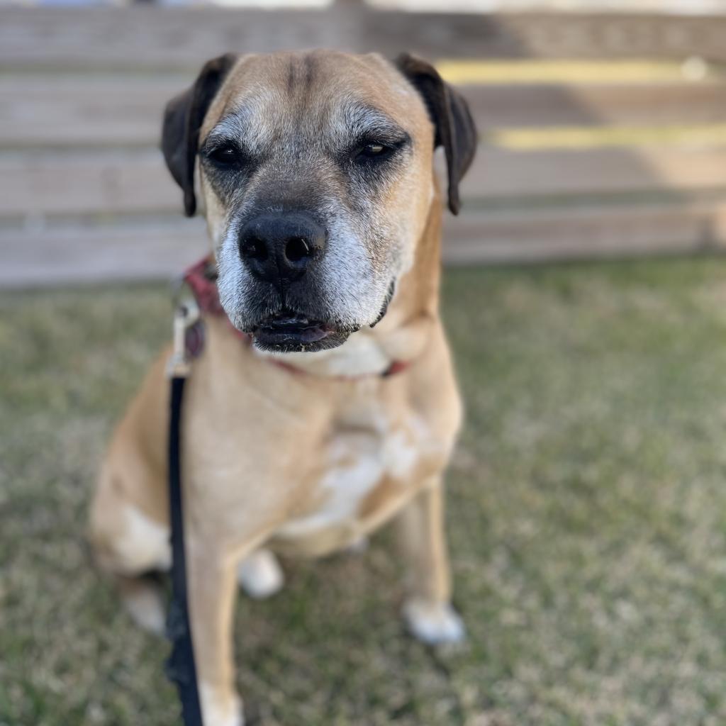 Enlarge Luke, a Adoptable mixed breed in Freeport, FL image 2/6