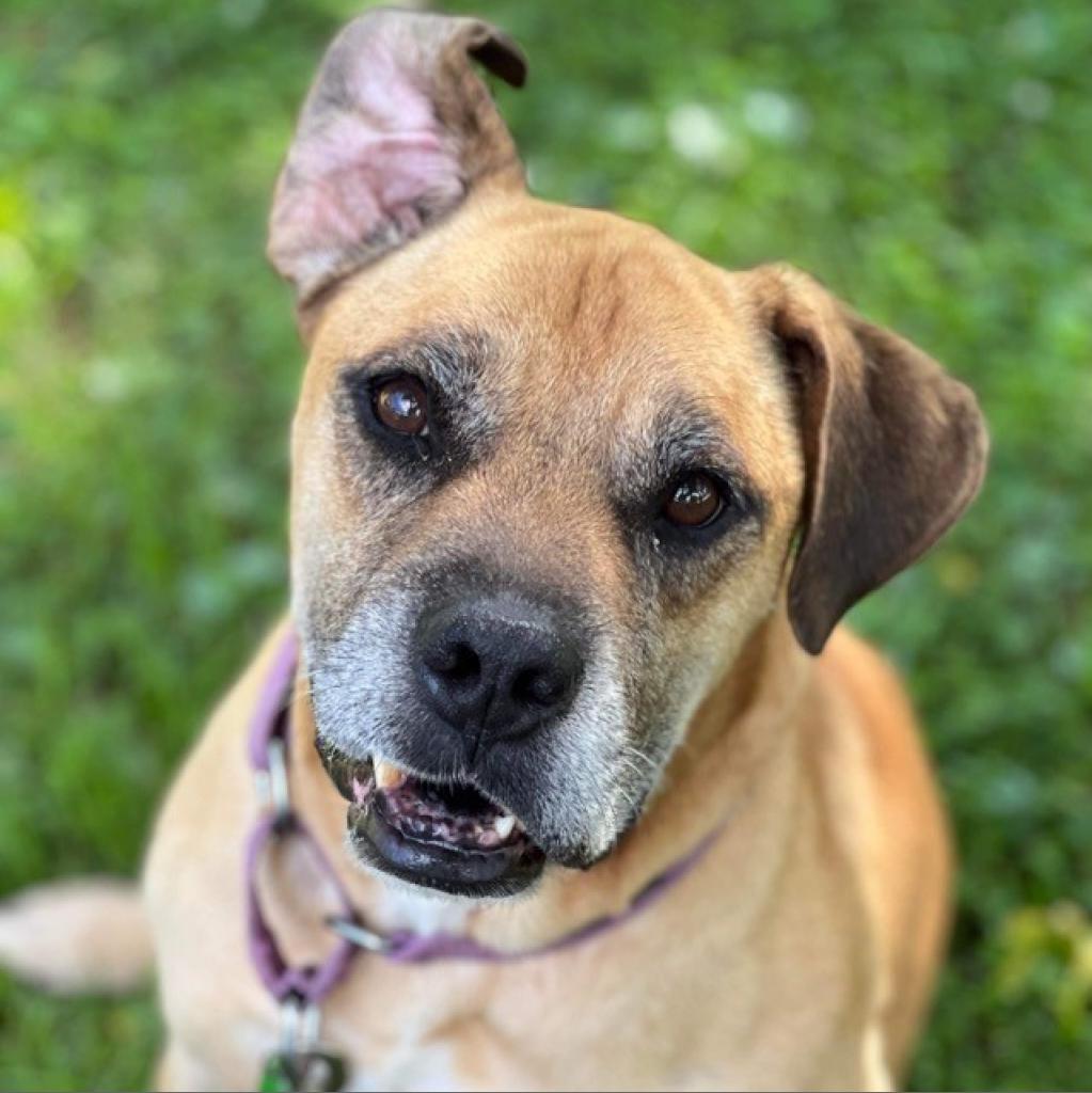 Enlarge Luke, a Adoptable mixed breed in Freeport, FL image 6/6