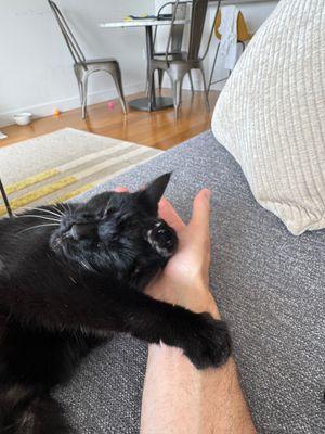 Nocturne, Adoptable, Senior Female Domestic Short Hair.