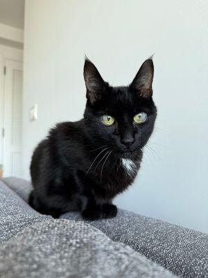 Nocturne, a Adoptable Domestic Short Hair in New York, NY image 2/3