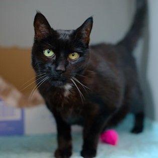 Nocturne, a Adoptable Domestic Short Hair in New York, NY image 3/3