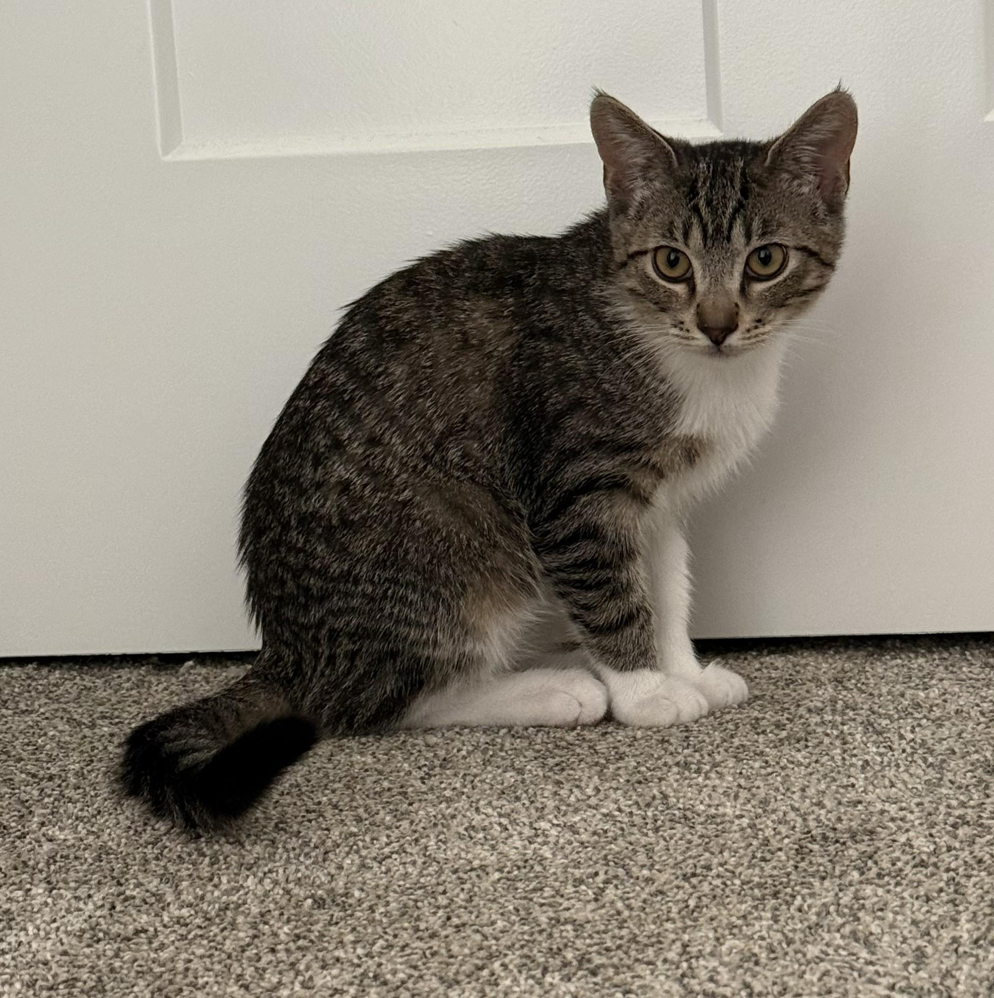 Charley Charcoal, Adoptable, Young Male Domestic Short Hair.