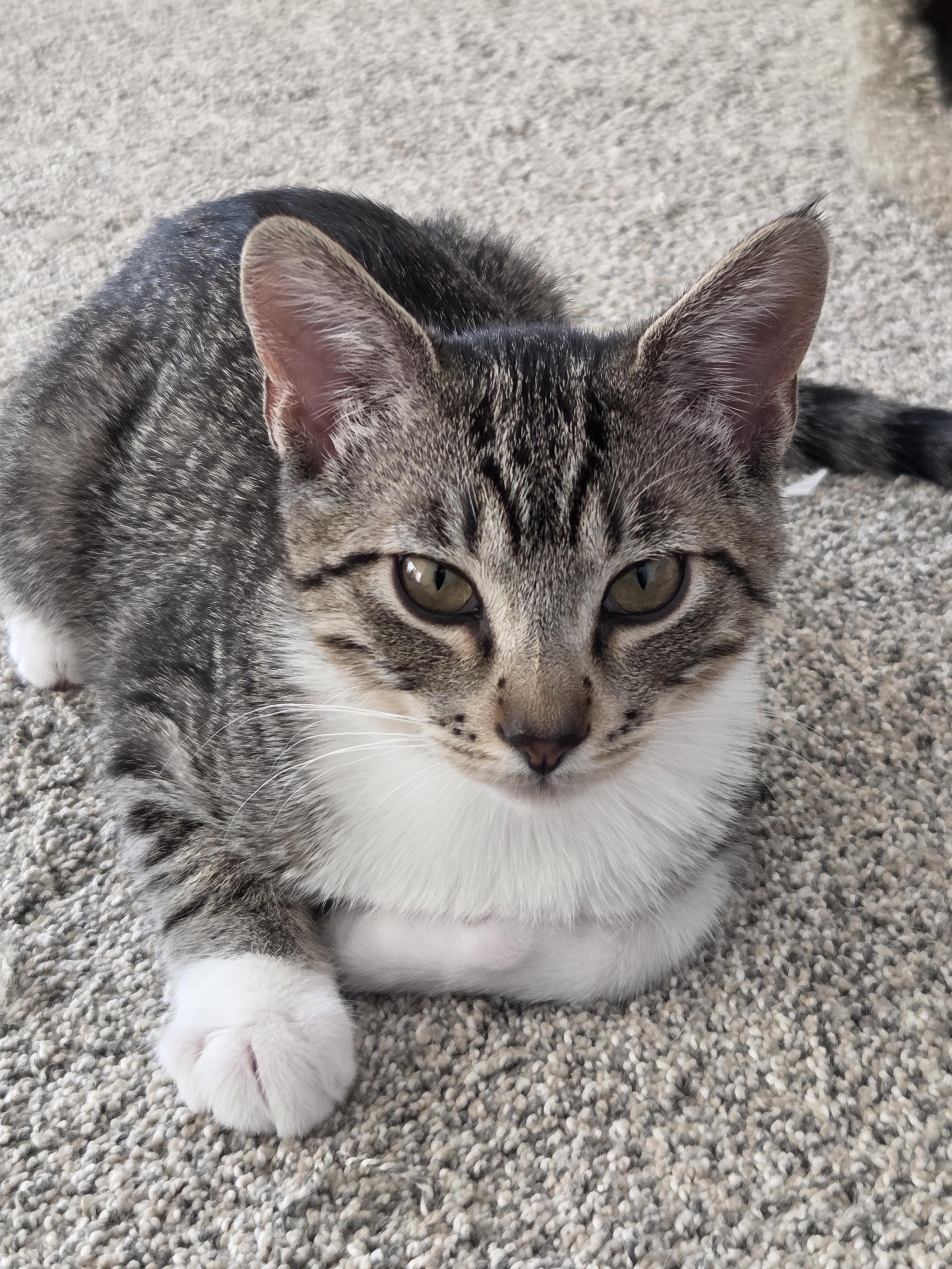 Enlarge Charley Charcoal, a Adoptable mixed breed in Buhl, ID image 2/3