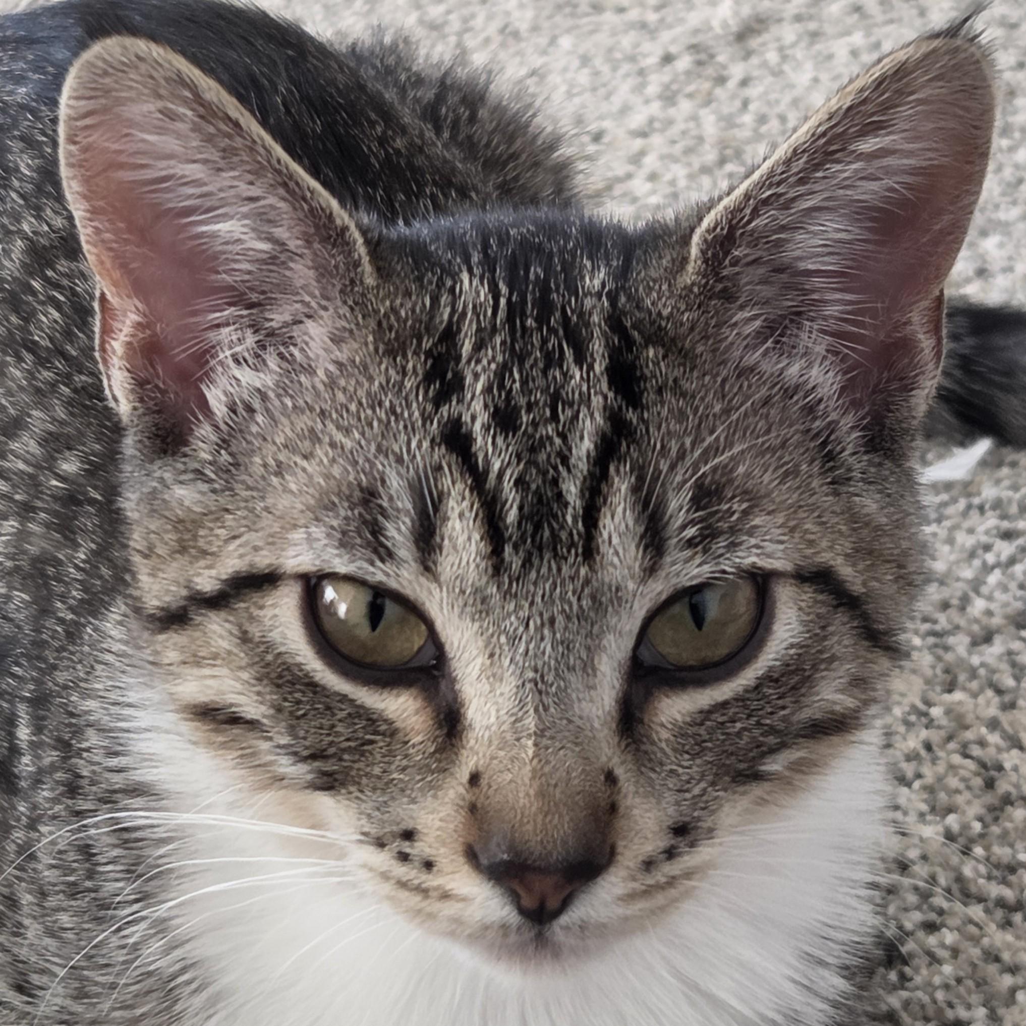 Enlarge Charley Charcoal, a Adoptable mixed breed in Buhl, ID image 3/3