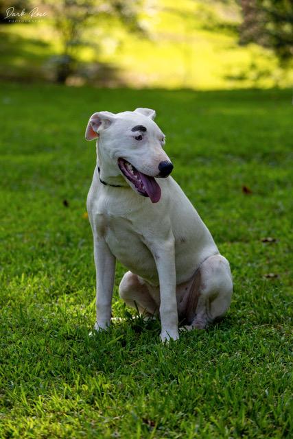 Enlarge Snow, a Adoptable mixed breed in Milner, GA image 1/3