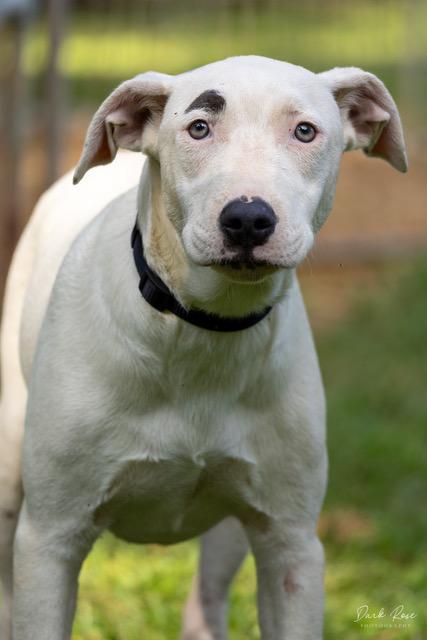 Snow, an adoptable Labrador Retriever, Whippet in Milner, GA, 30257 | Photo Image 2