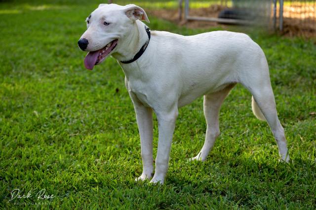 Enlarge Snow, a Adoptable mixed breed in Milner, GA image 3/3