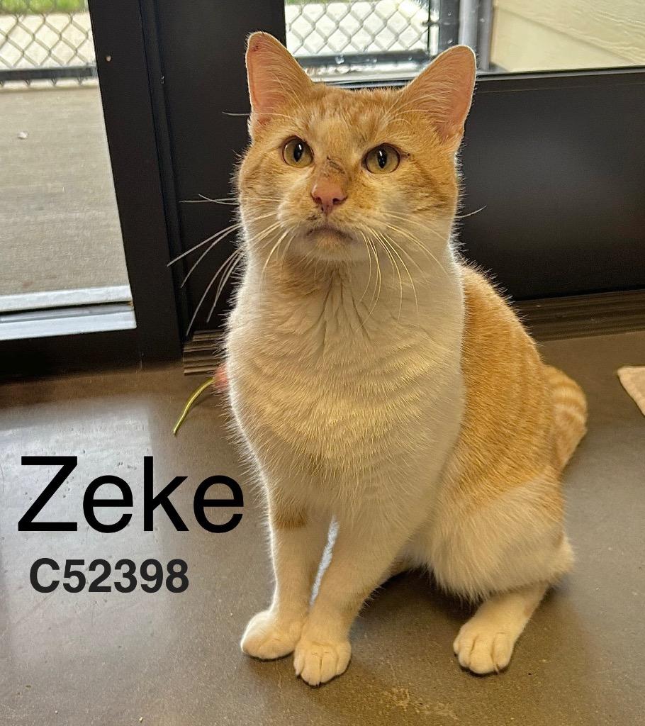 Enlarge Zeke, a Adoptable mixed breed in Clarksville, TN image 1/1