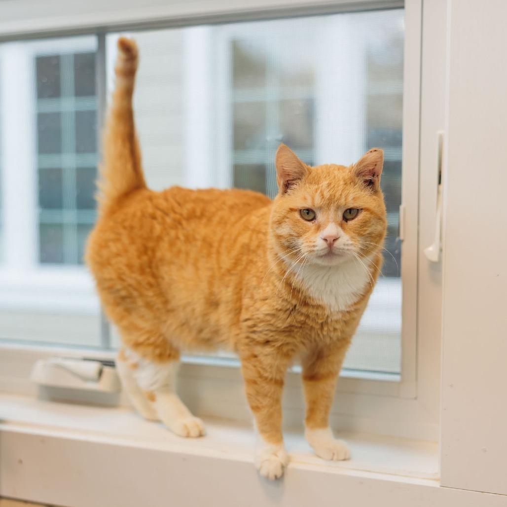 Enlarge Furricane Jane, a Adoptable Domestic Short Hair in Gloucester, VA image 1/6